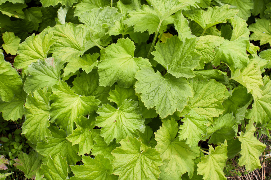 100 HEUCHERA FIREFLY Coral Bells Heuchera Sanguinea Red Flower Shade Seeds