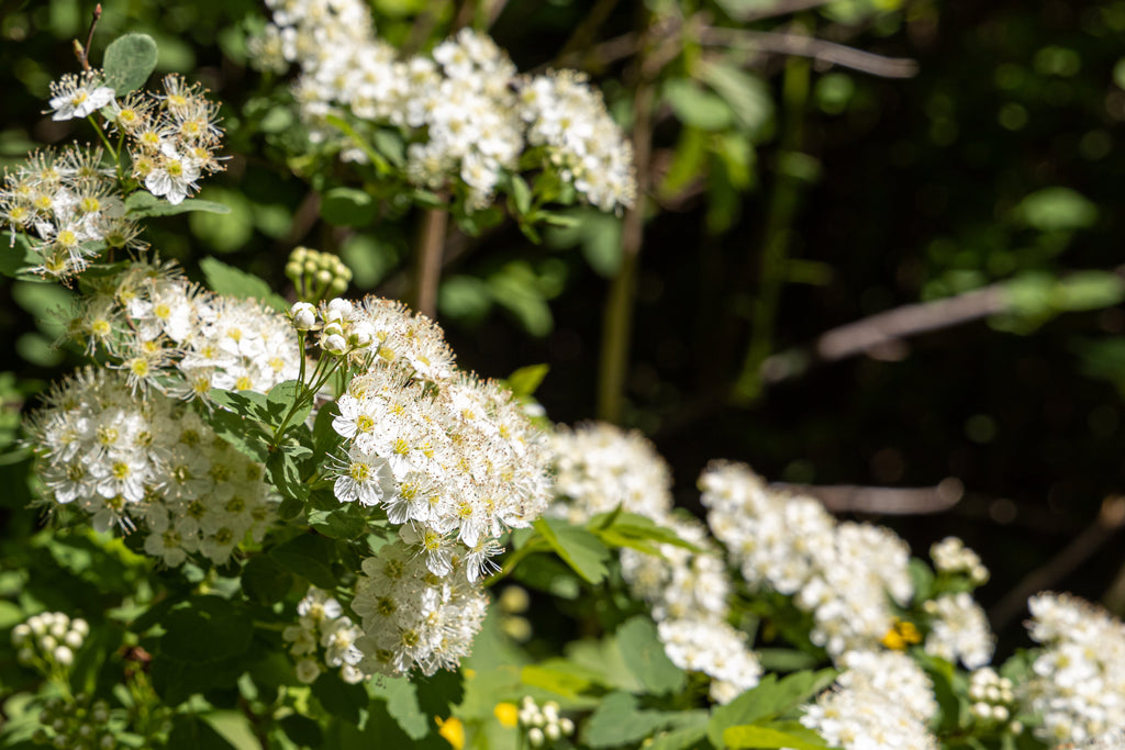 50 PACIFIC NINEBARK Physocarpus Capitatus Western Ninebark Native White Pink Red Flower Shrub Seeds