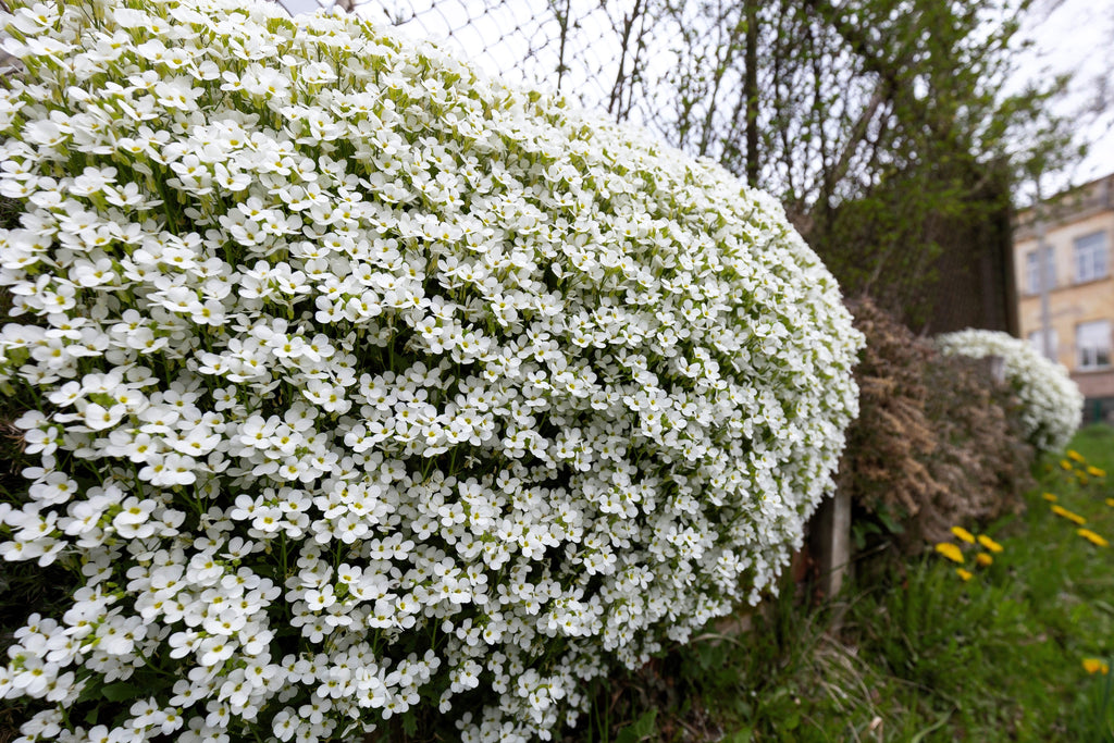 800 WHITE ALPINE ROCKCRESS Aubrieta Rock Cress Arabis Alpina Flower Seeds