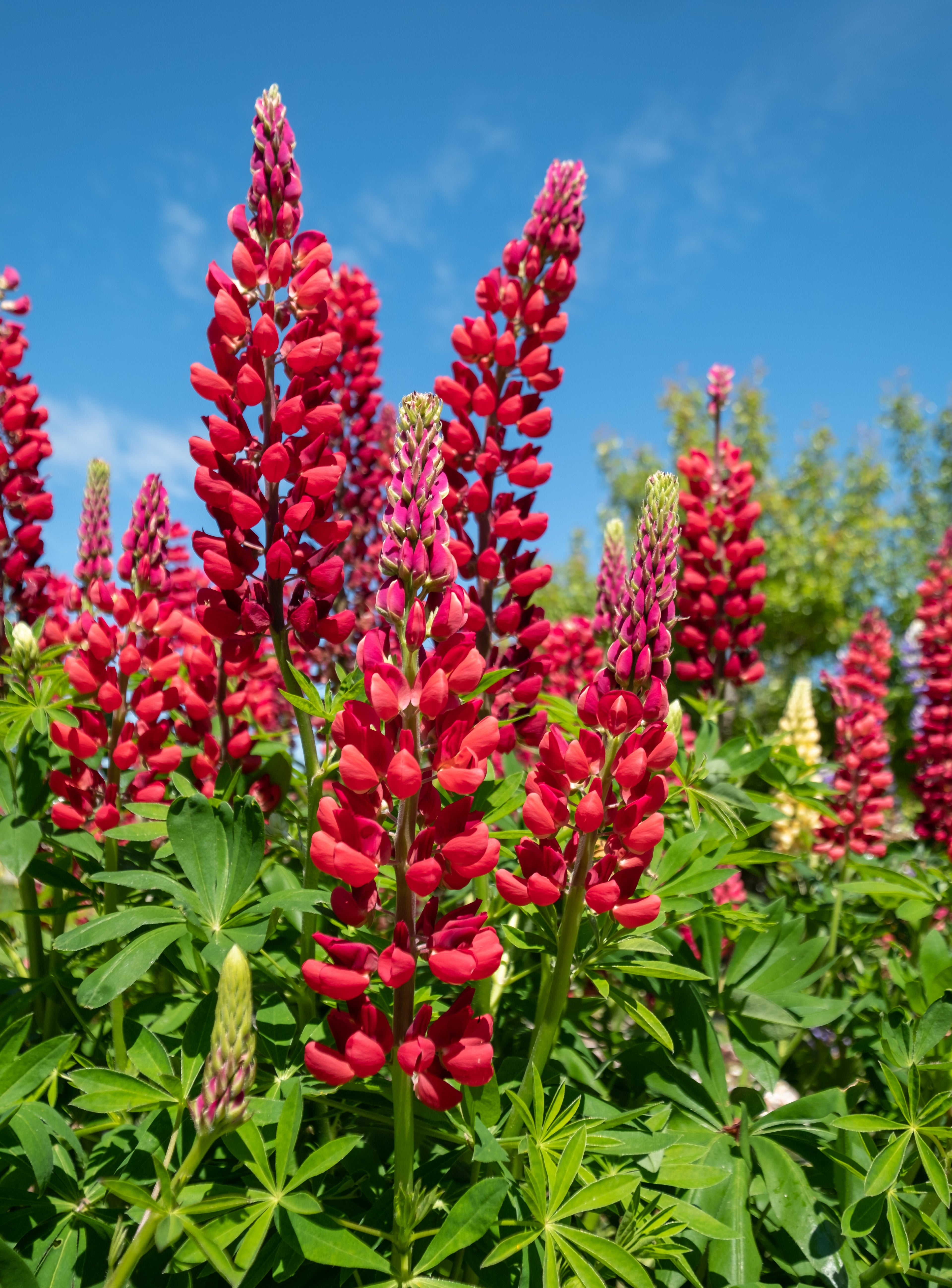75 Mixed Colors RUSSELL LUPINE (Streamside, Bigleaf, Garden, or Washington Lupine) Lupinus Polyphyllus Flower Seeds