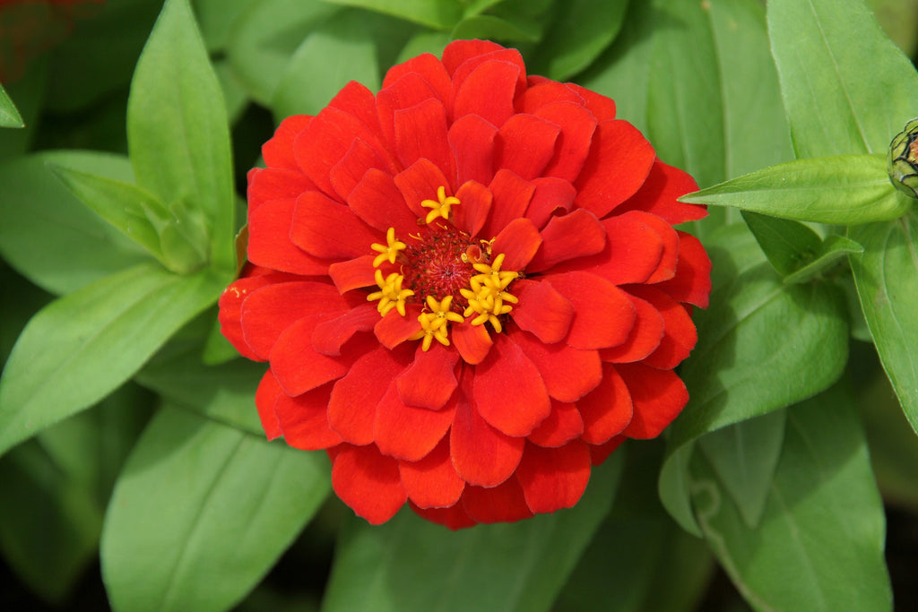 250 Red CHERRY QUEEN ZINNIA Elegans Flower Seeds