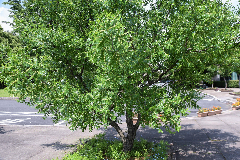 20 ASIAN DATE Jujube Ziziphus Spinosa Common Chinese Tsao Red Fruit Tree Seeds