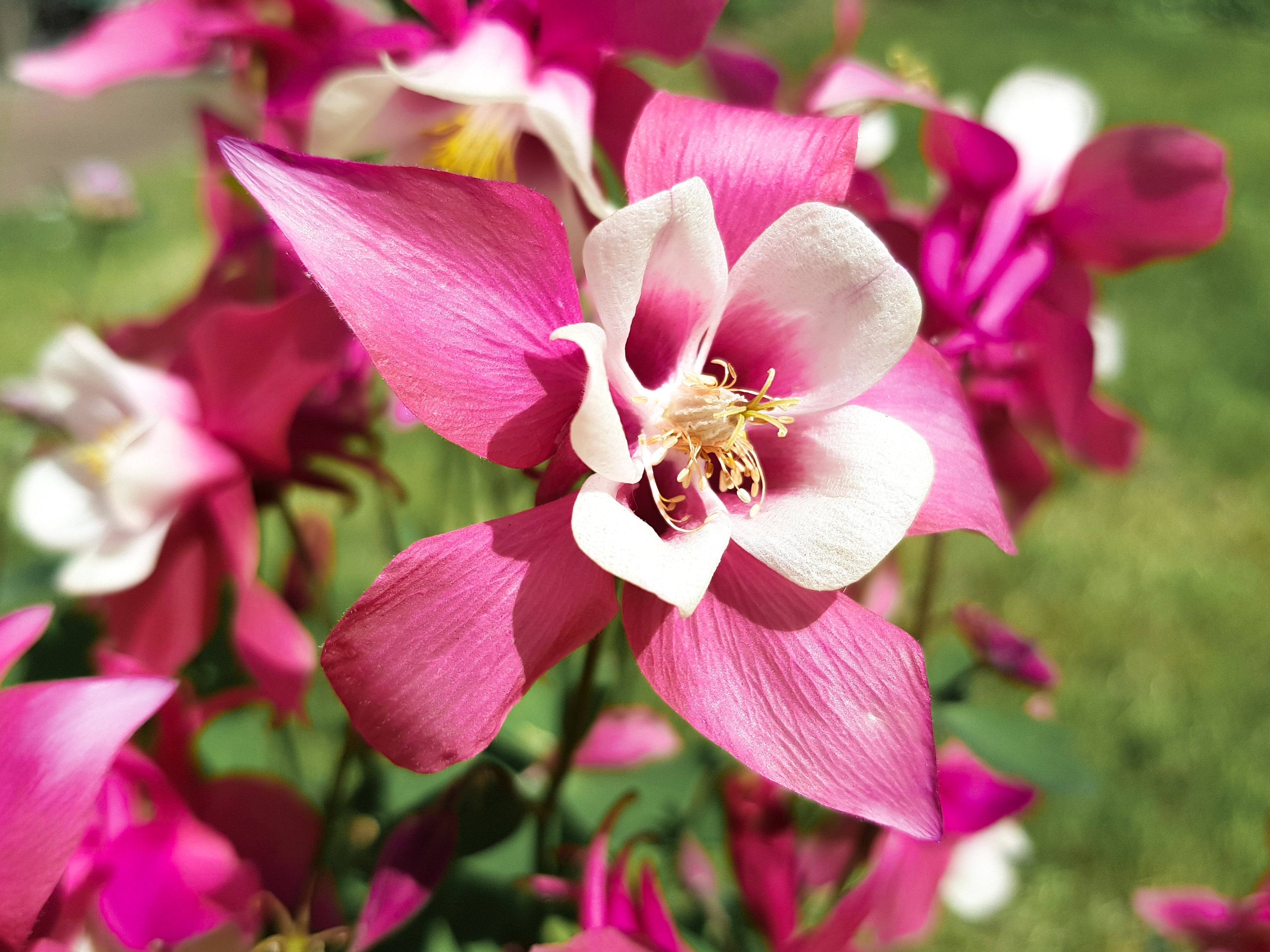 50 MCKANAS GIANT COLUMBINE Mixed Colors Aquilegia Hybrida Flower Seeds