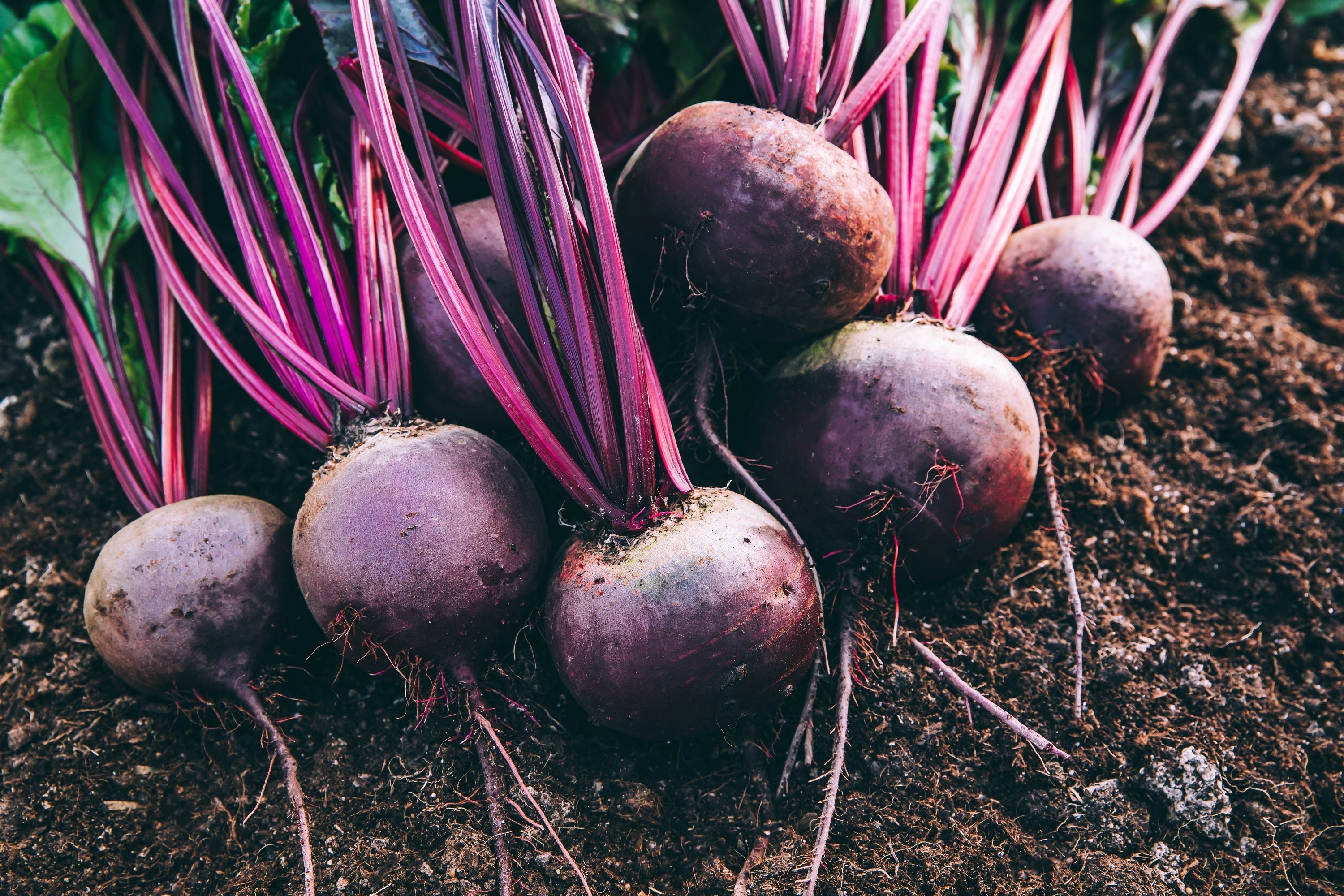 250 DETROIT Dark RED BEET Heirloom Beta Vulgaris Vegetable Seeds