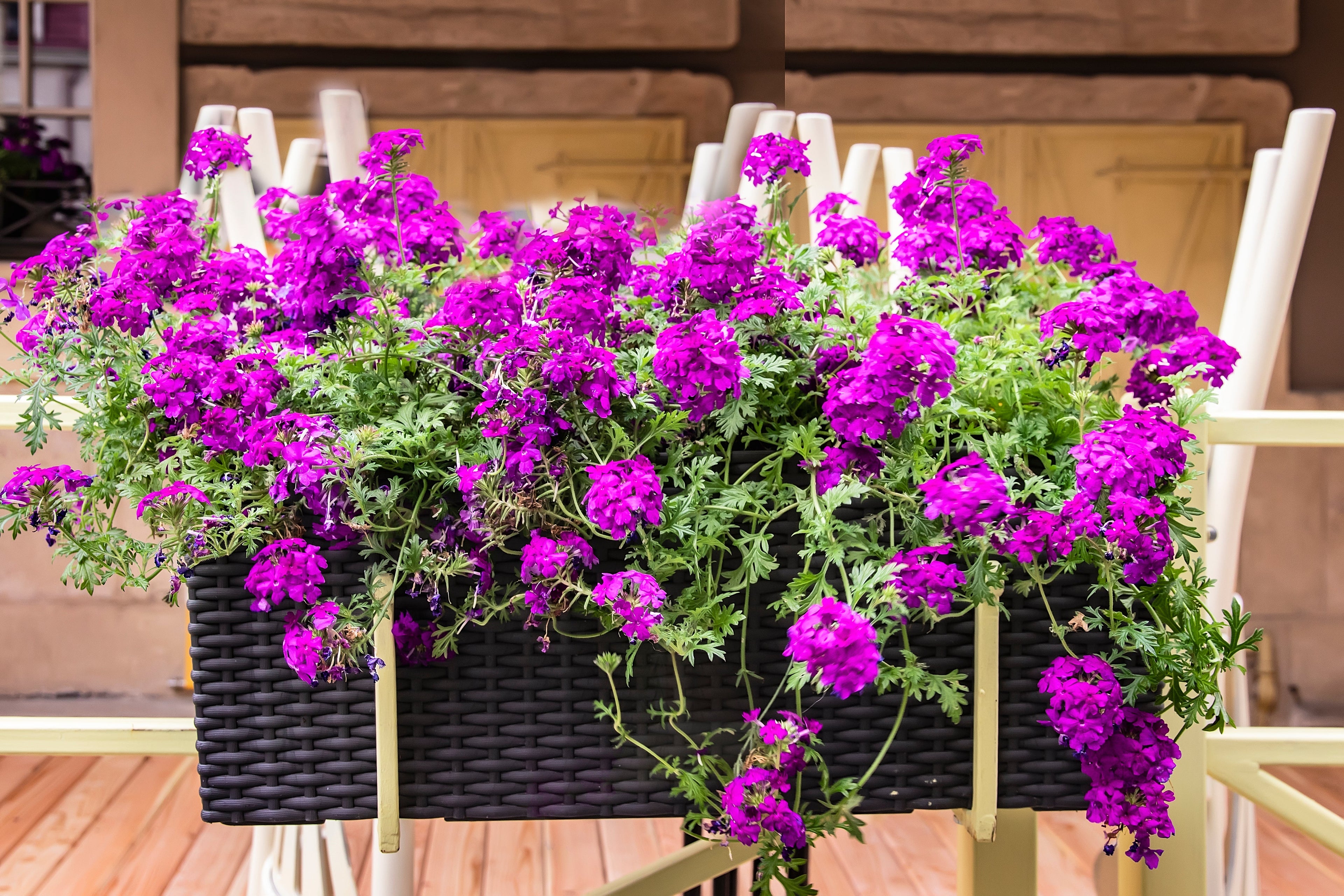 200 Pink & Purple MOSS VERBENA Verbena Tenuisecta Fragrant Hummingbird Flower Seeds