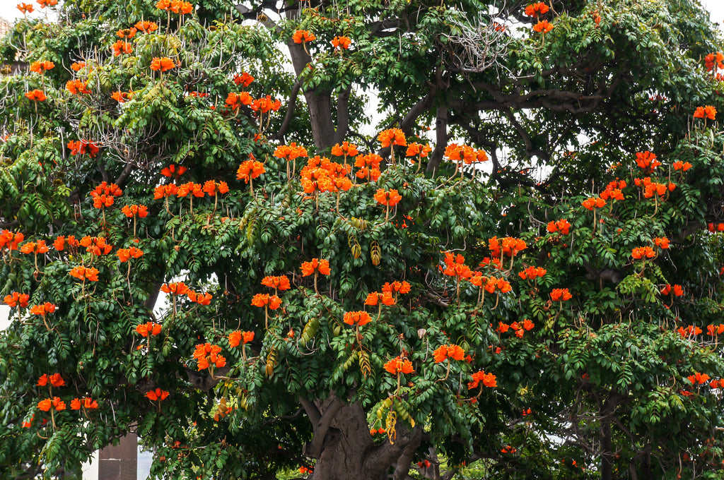 15 Red AFRICAN TULIP TREE (Fire Tree / Flame of the Forest / Fountain Tree) Spathodea Campanulata Seeds