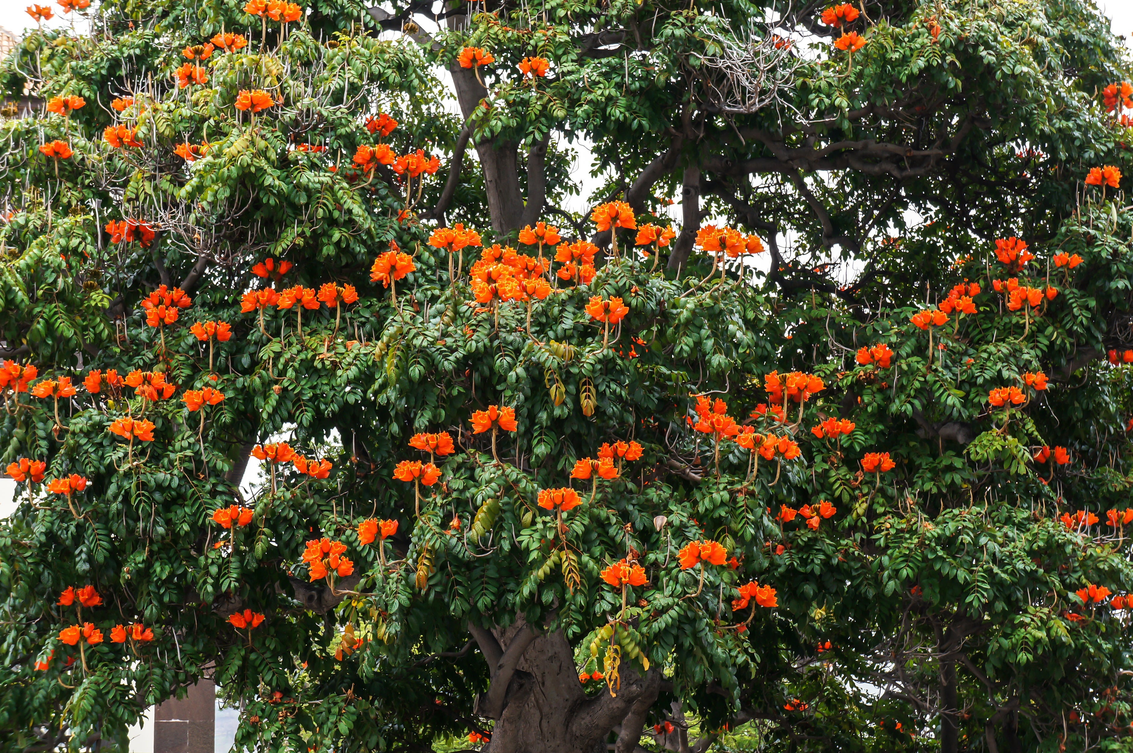 15 Red AFRICAN TULIP TREE (Fire Tree / Flame of the Forest / Fountain Tree) Spathodea Campanulata Seeds