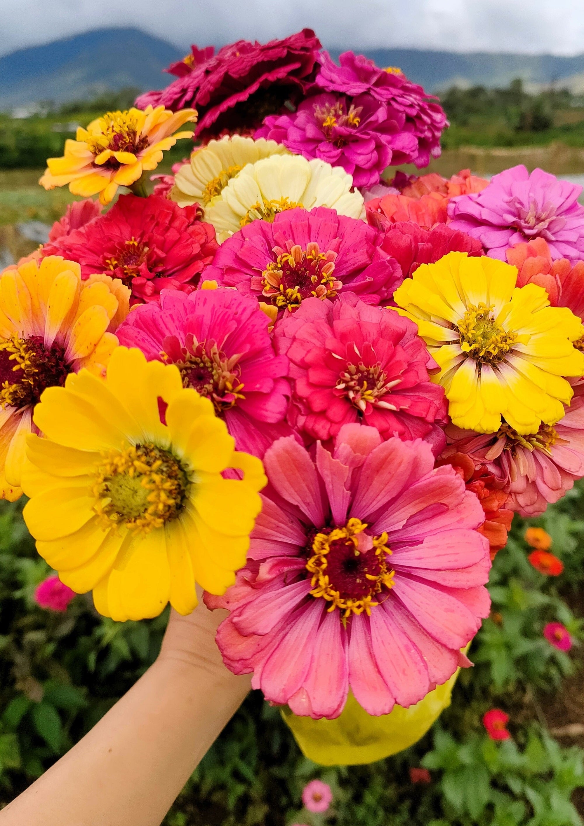 500 Mixed Colors CALIFORNIA GIANT ZINNIA Elegans Flower Seeds
