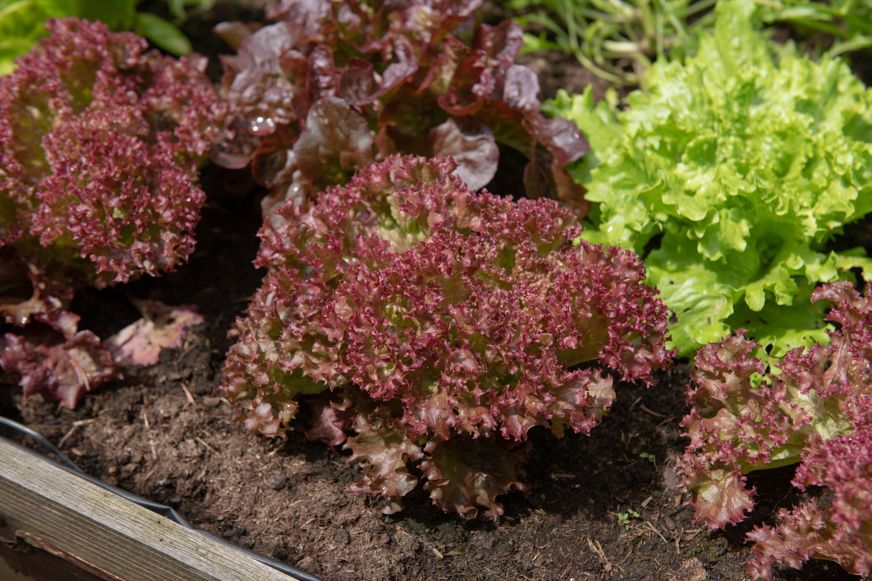 3000 RUBY LEAF LETTUCE Red Loose Leaf Heirloom Lactuca Sativa Vegetable Seeds