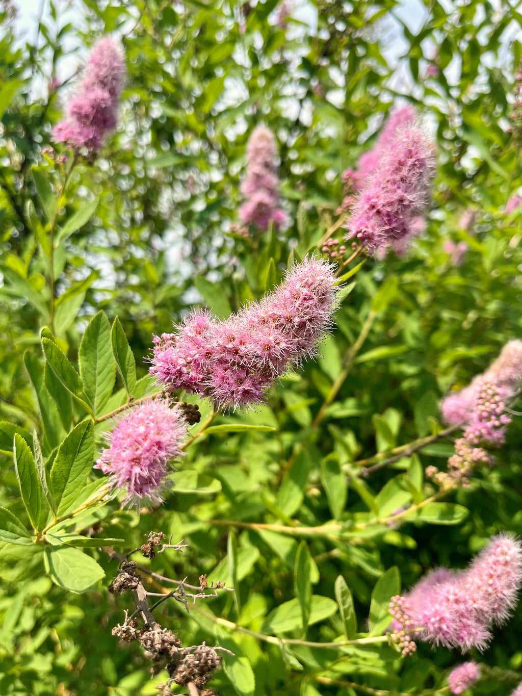 50 Pink STEEPLEBUSH Hardhack Meadow Sweet Spirea Spiraea Tomentosa Shrub Flower Seeds