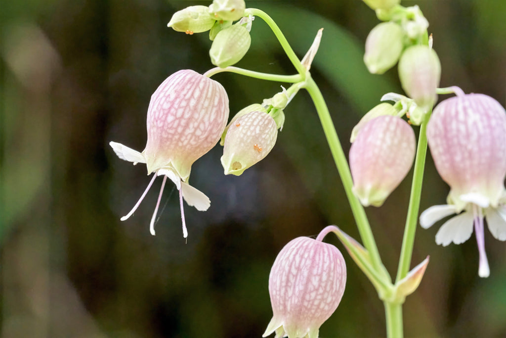 100 MAIDENSTEARS Silene Vulgaris aka Bladder Campion Maidens Tears Pink & White Flower Seeds