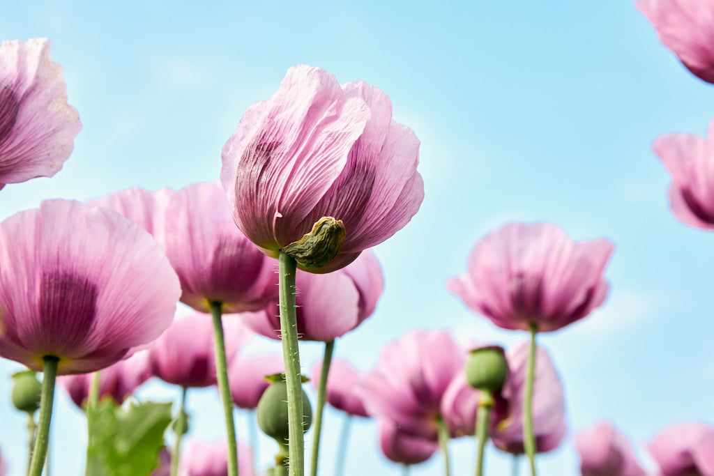 1000 SINGLE LILAC POPPY Papaver Somniferum Purple Heirloom Flower Seeds