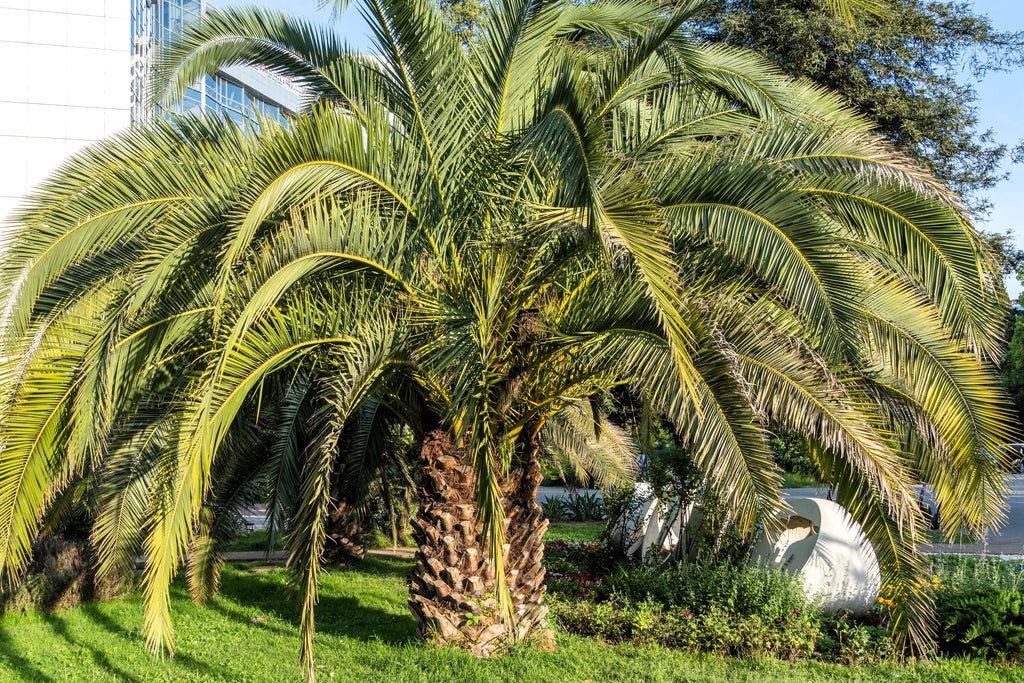 10 COCO PALM Jelly Palm Pindo Butia Capitata Edible Fruit Tree Houseplant Seeds