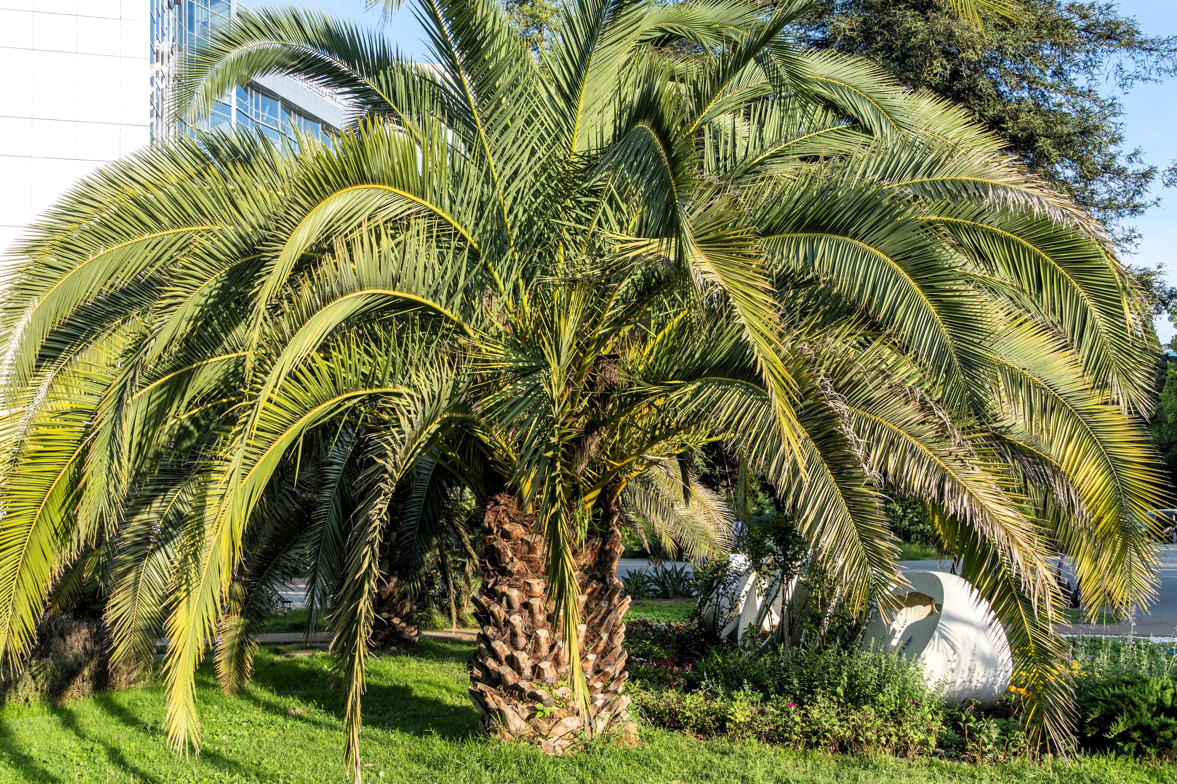 10 COCO PALM Jelly Palm Pindo Butia Capitata Edible Fruit Tree Houseplant Seeds