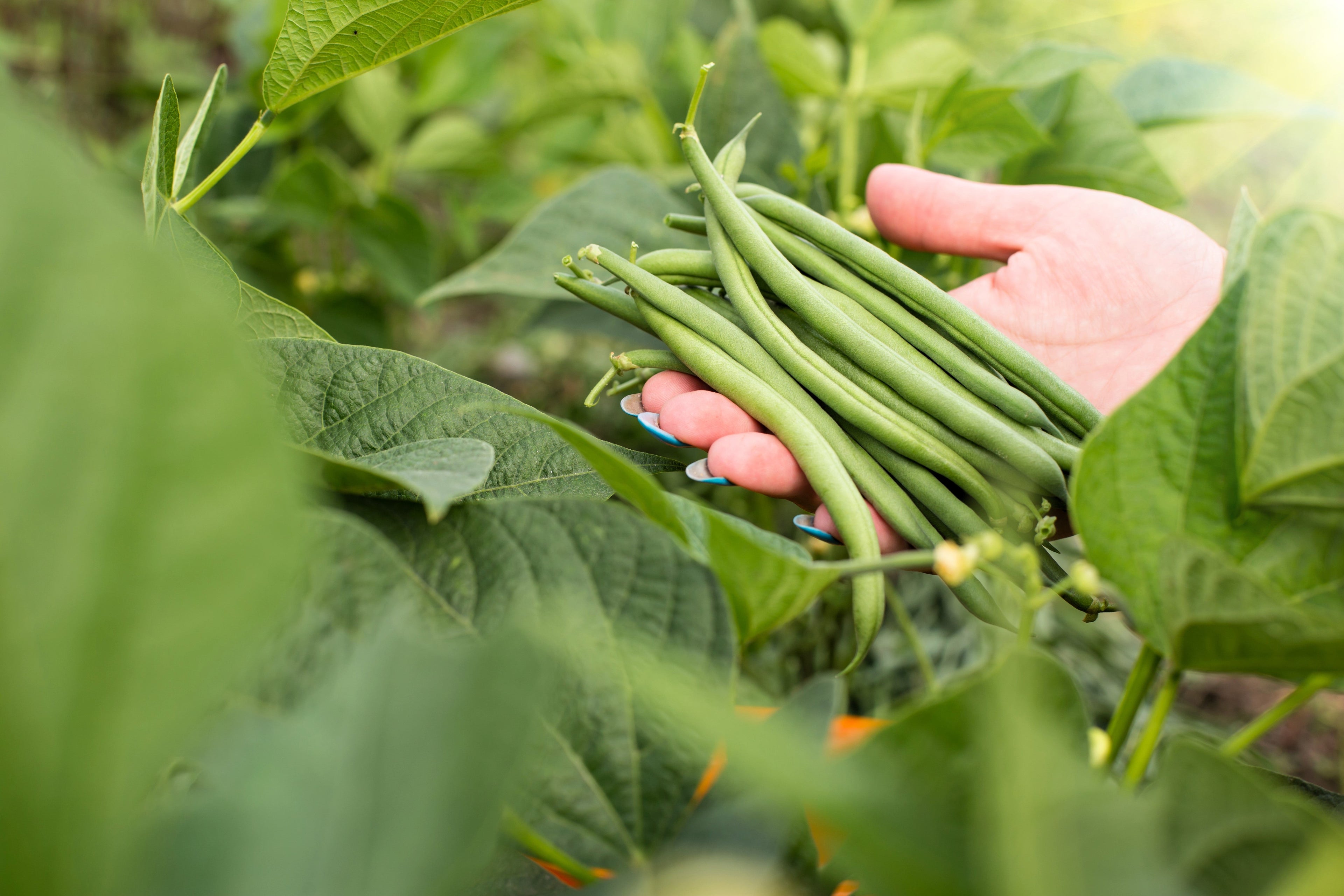 40 GREEN BEAN PROVIDER Phaseolus Vulgaris Vegetable Seeds