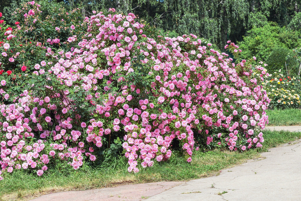 5 PINK CLIMBING ROSE Rosa Bush Vine Climber Fragrant Butterfly Flower Seeds