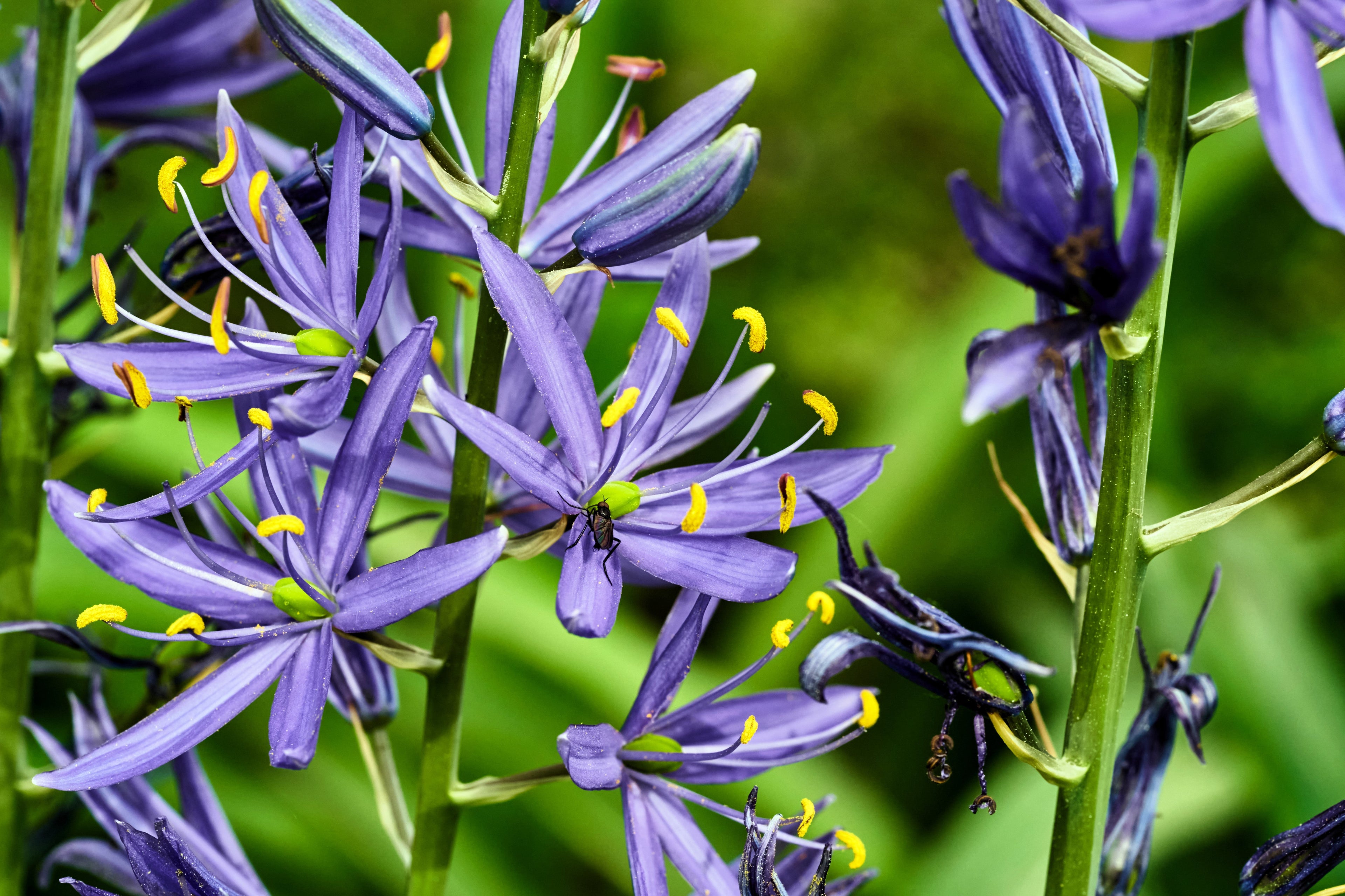 30 BLUE CAMAS Camass Lily Wild Indian Hyacinth Camassia Quamash Flower Herb Seeds