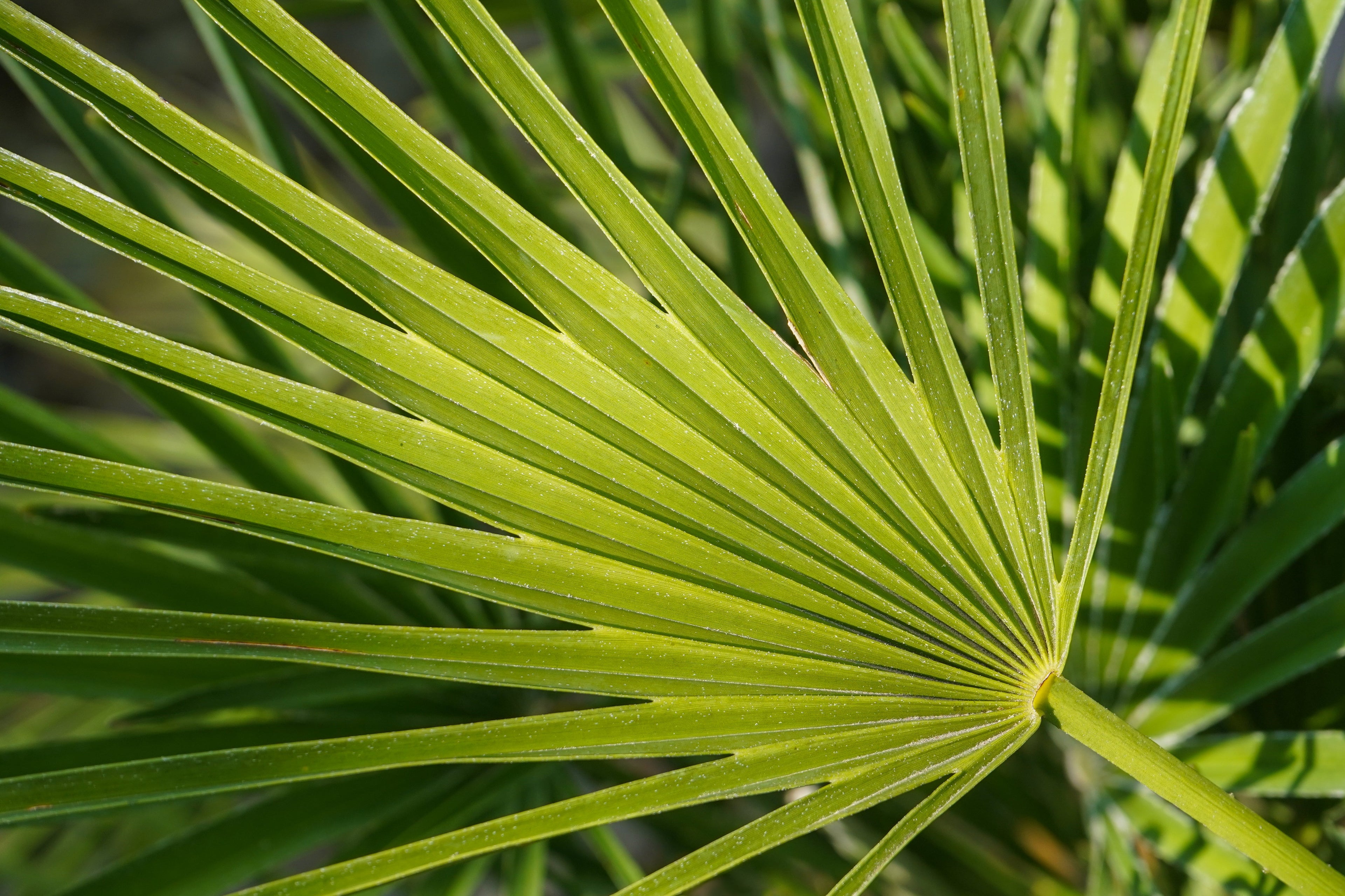 5 MEDITERRANEAN FAN PALM European Dwarf Tree Shrub Chamaerops Humilis Seeds