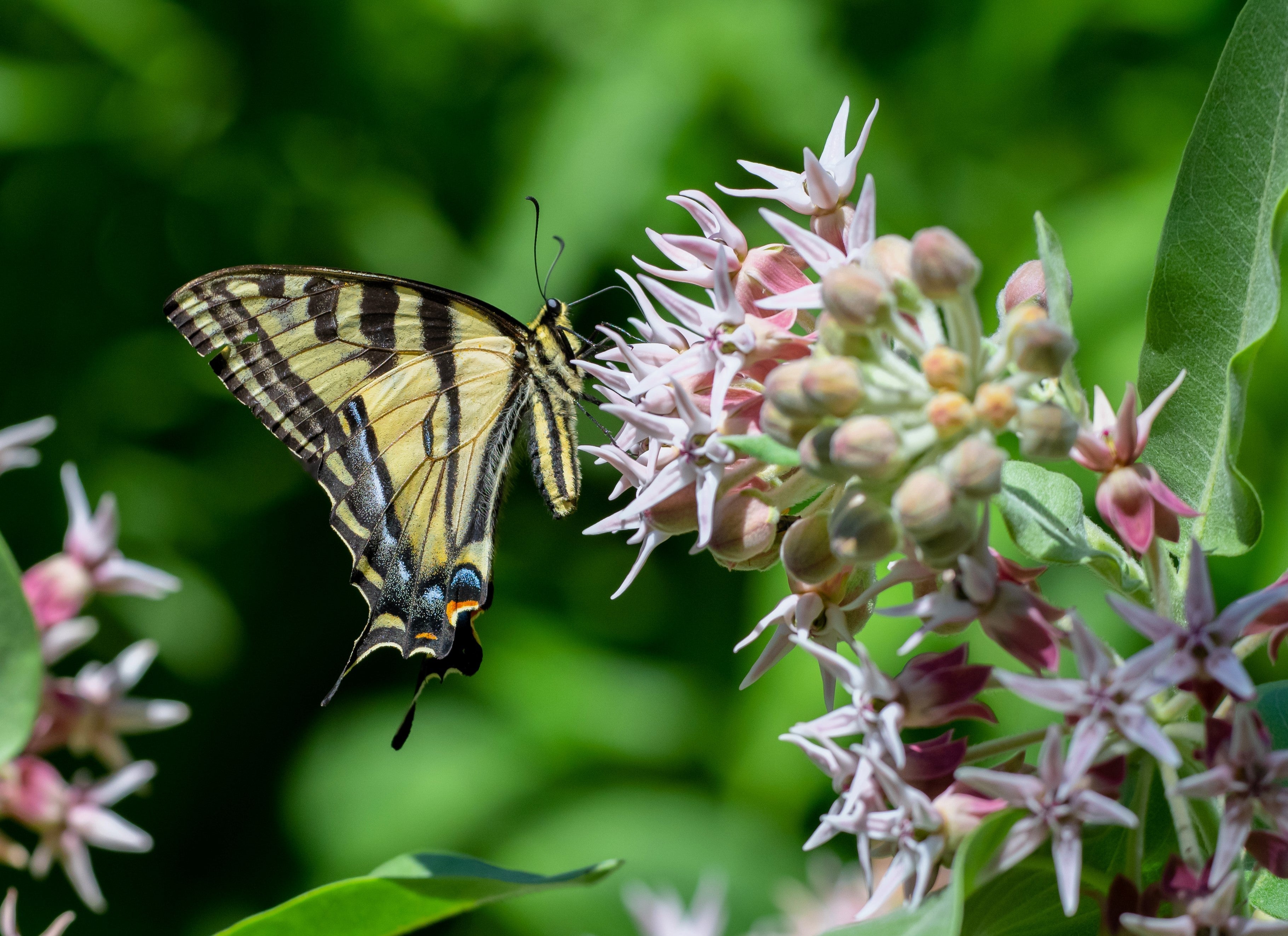 50 SHOWY (Greek) MILKWEED Asclepias Speciosa Flower Seeds