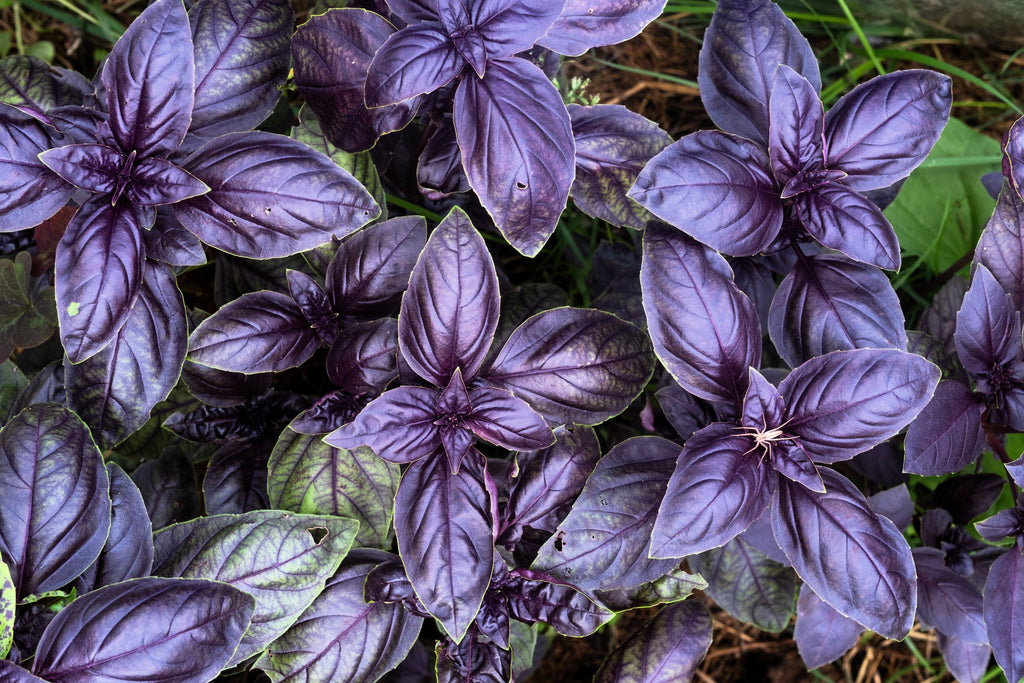 500 DARK OPAL BASIL (Purple Ruffles) Ocimum Basilicum Herb Flower Seeds