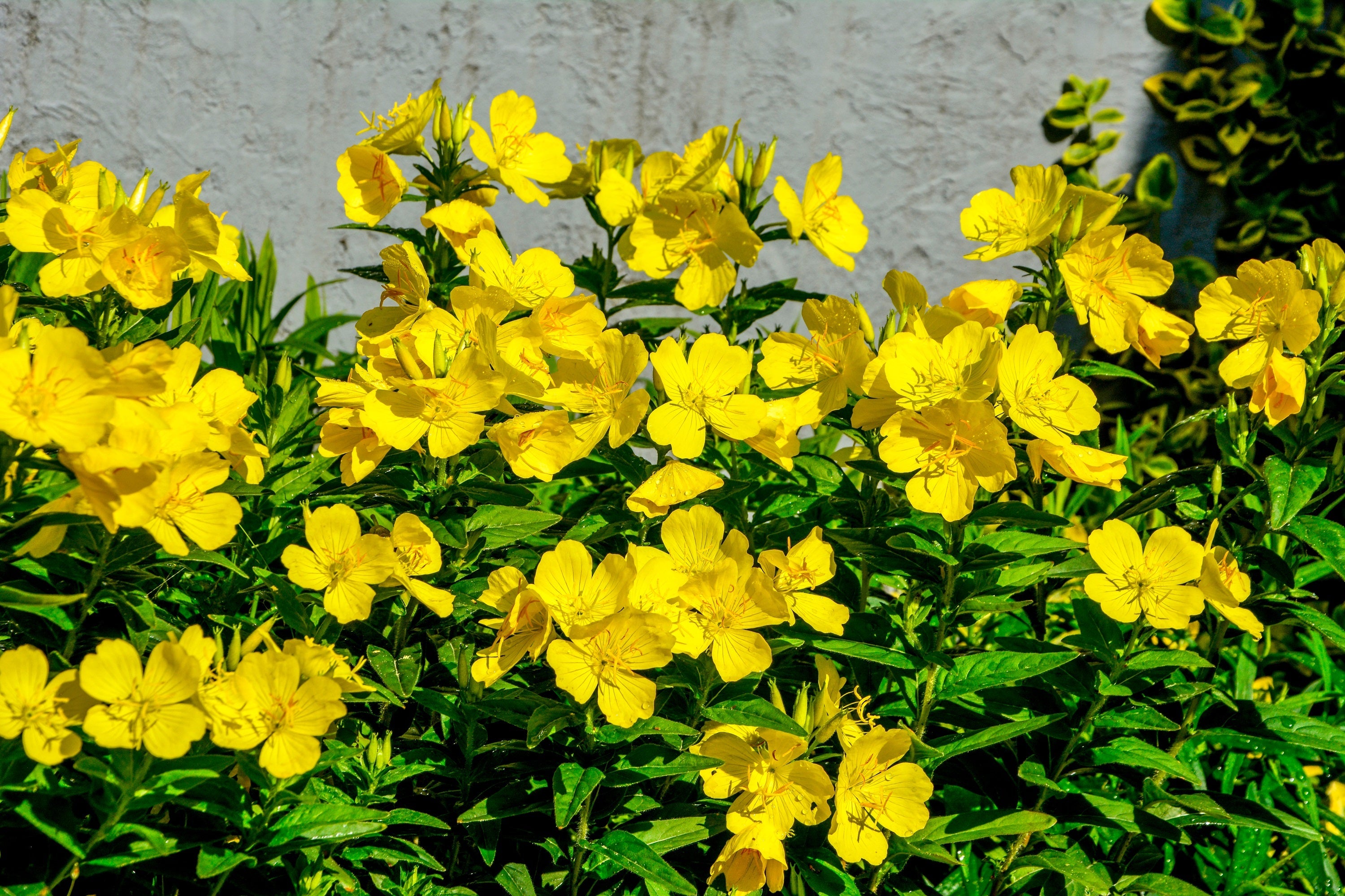 1000 YELLOW EVENING PRIMROSE Oenothera lamarckiana Flower Seeds
