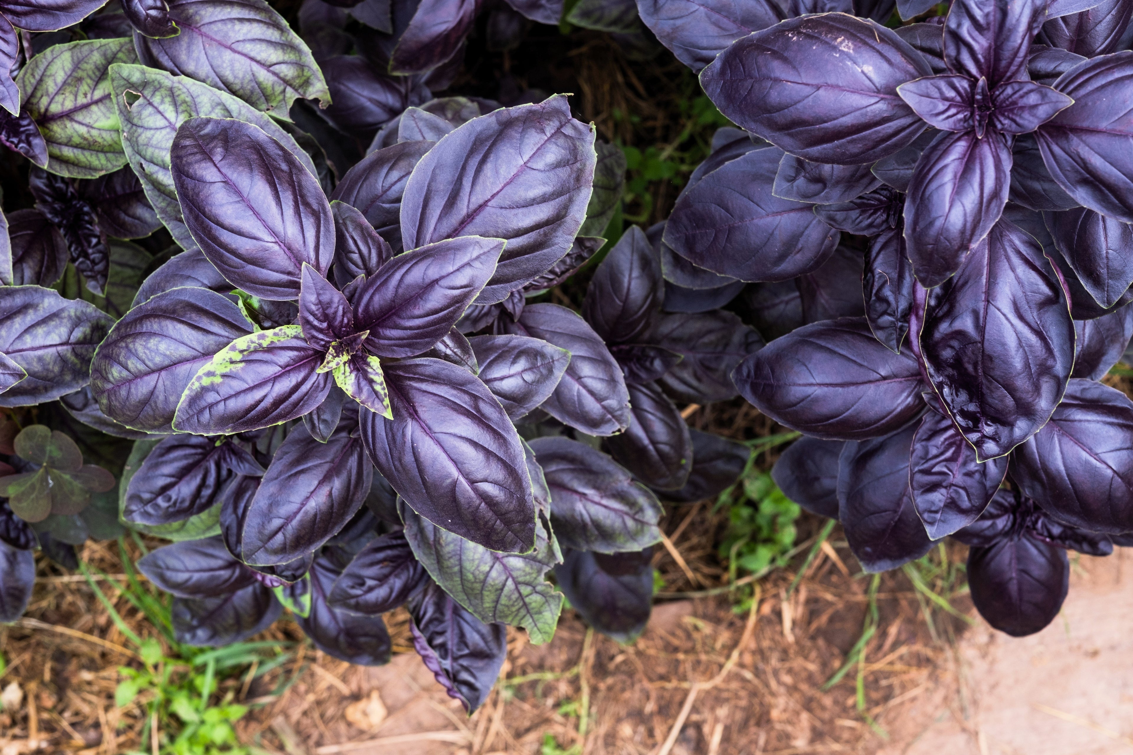 500 DARK OPAL BASIL (Purple Ruffles) Ocimum Basilicum Herb Flower Seeds