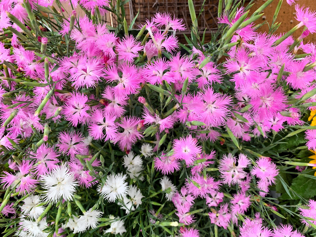 1000 FRINGED PINKS DIANTHUS Superbus White Pink Purple Flower Seeds