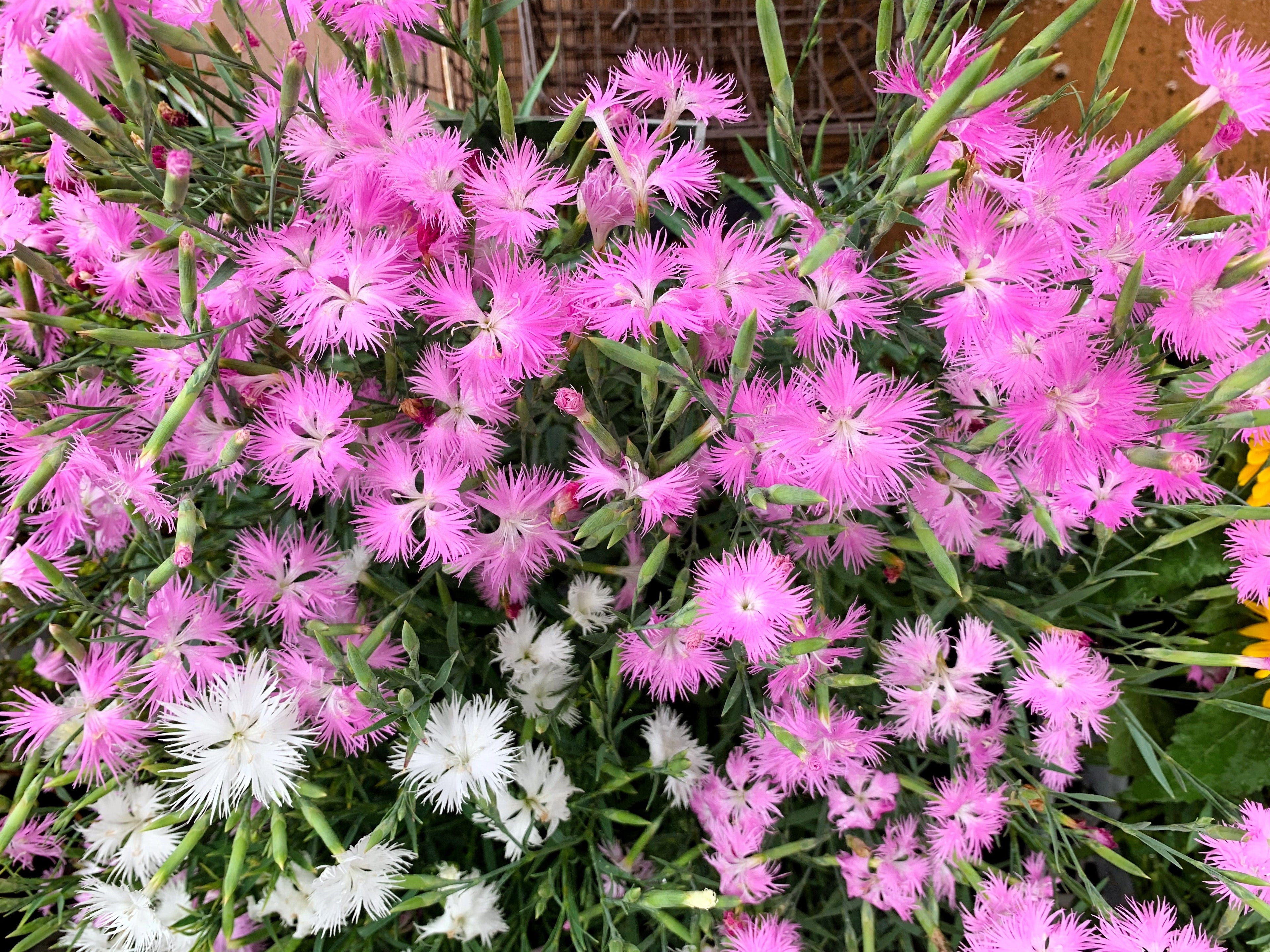 1000 FRINGED PINKS DIANTHUS Superbus White Pink Purple Flower Seeds