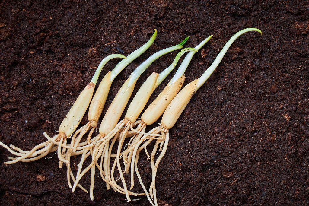 10 RAMSONS / WILD Bear GARLIC Allium Ursinum Vegetable Herb White Flower Seeds