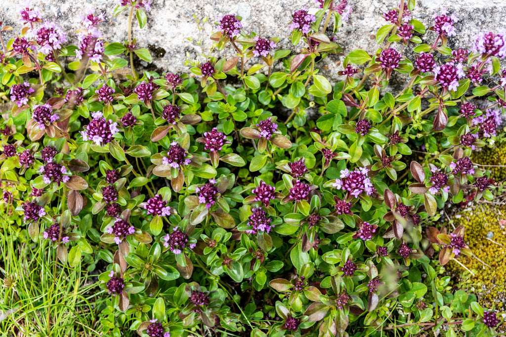 100 MOTHER OF THYME aka Lemon Broadleaved Large Thyme Thymus Pulegioides Herb Pink Flower Seeds