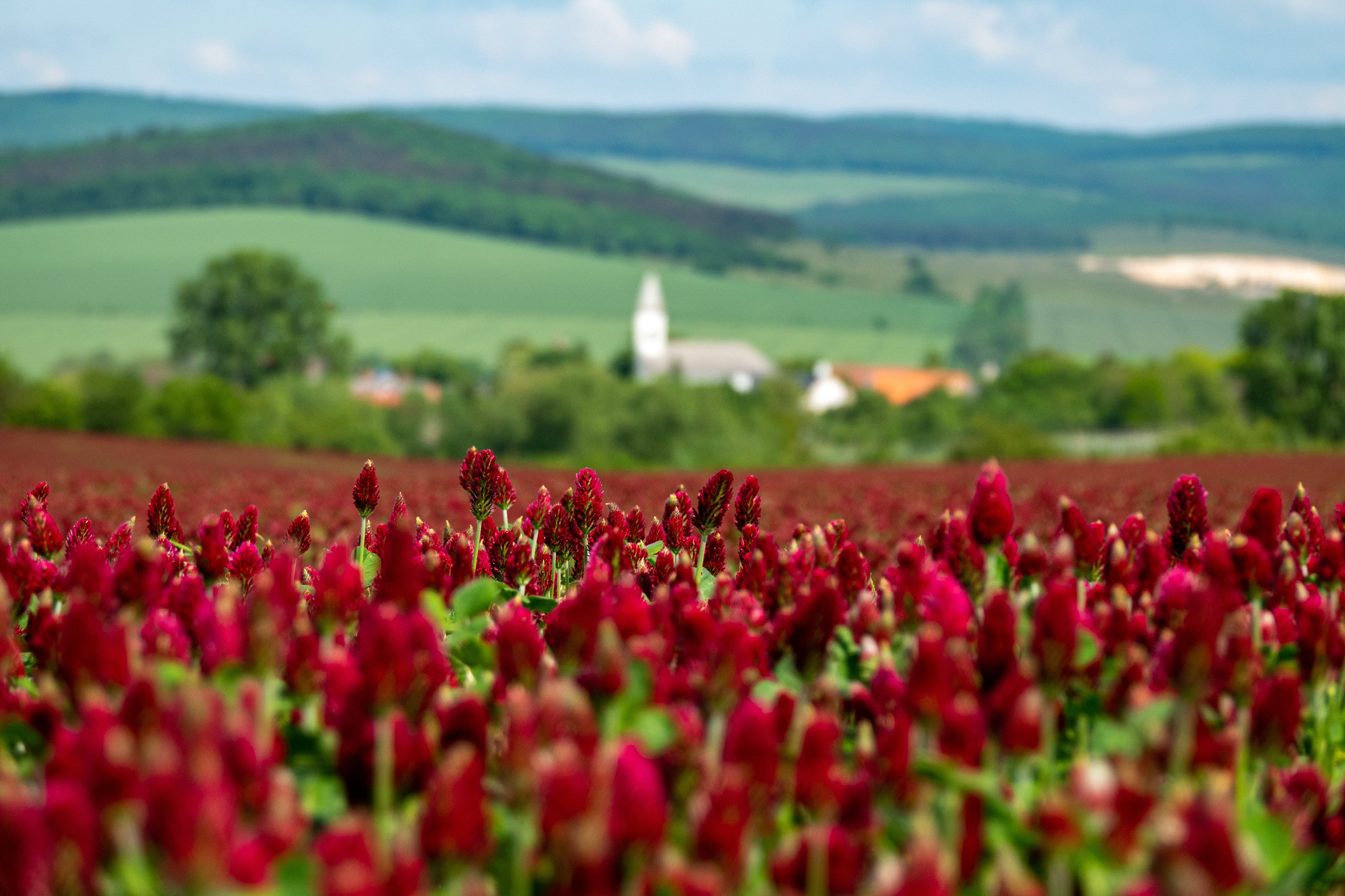 3000 CRIMSON CLOVER (Carnation, French, or Italian Clover) Trifolium Incarnatum Flower Seeds