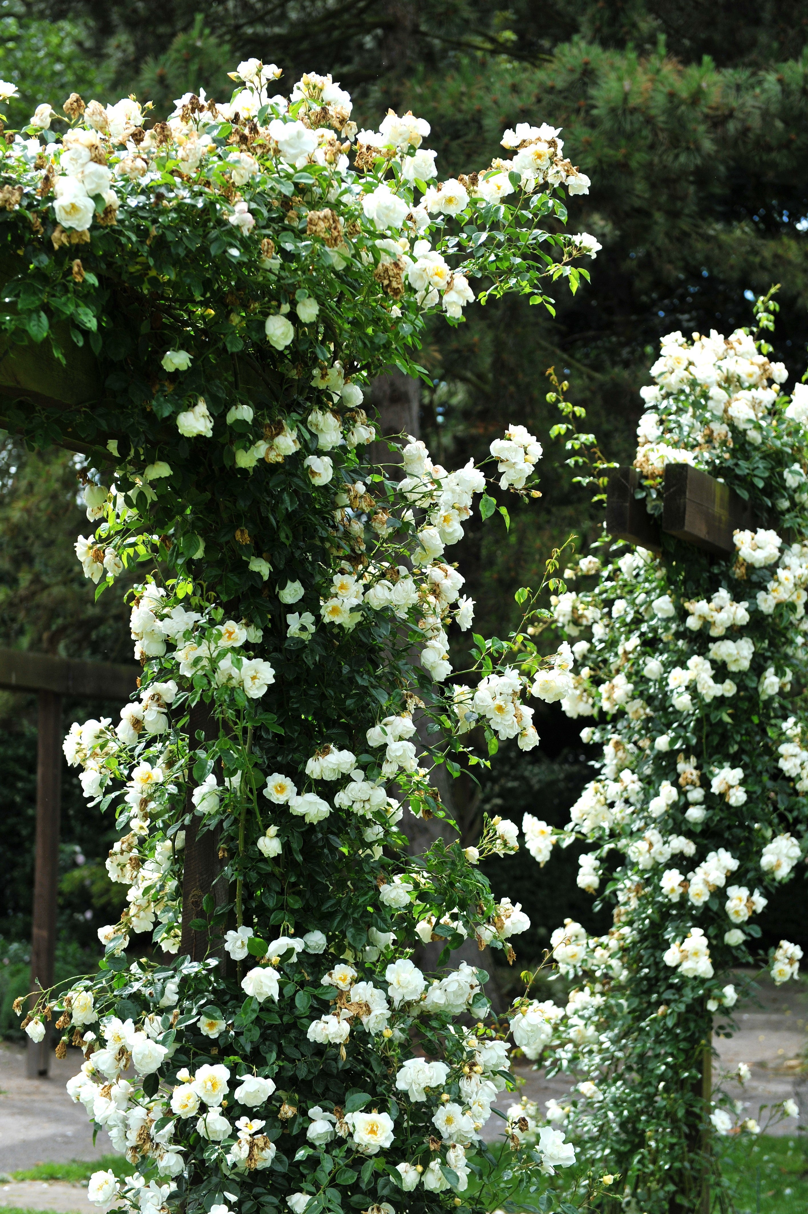 5 WHITE CLIMBING ROSE Rosa Bush Vine Climber Fragrant Butterfly Flower Seeds