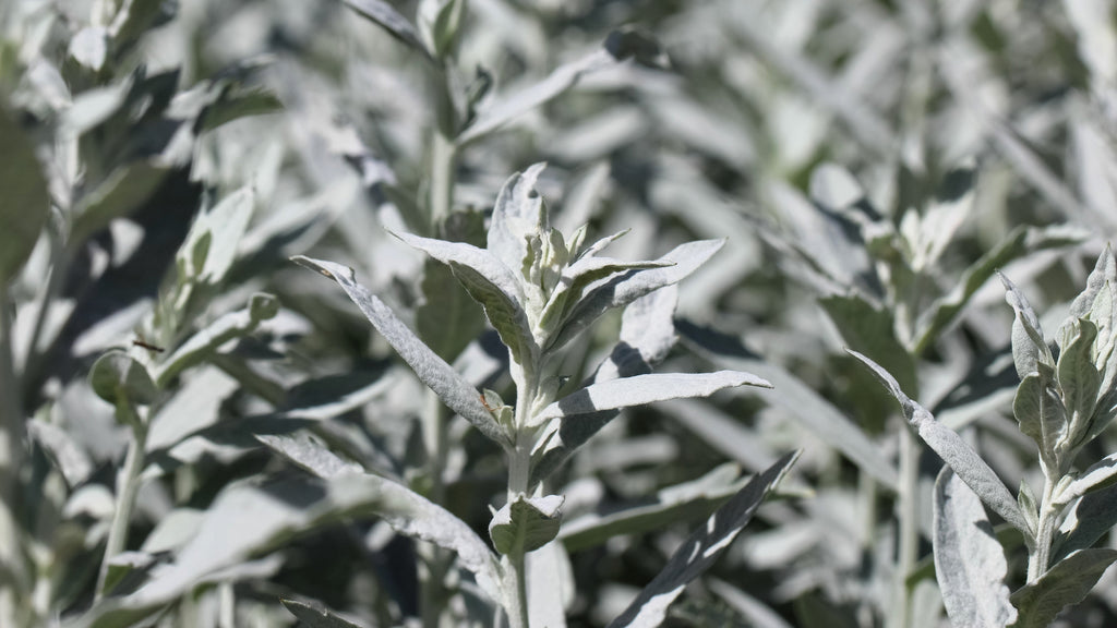 200 PRAIRIE SAGE (Wormwood / Fringed Sagebrush / Sagewort) Artemisia Ludoviciana Flower Seeds
