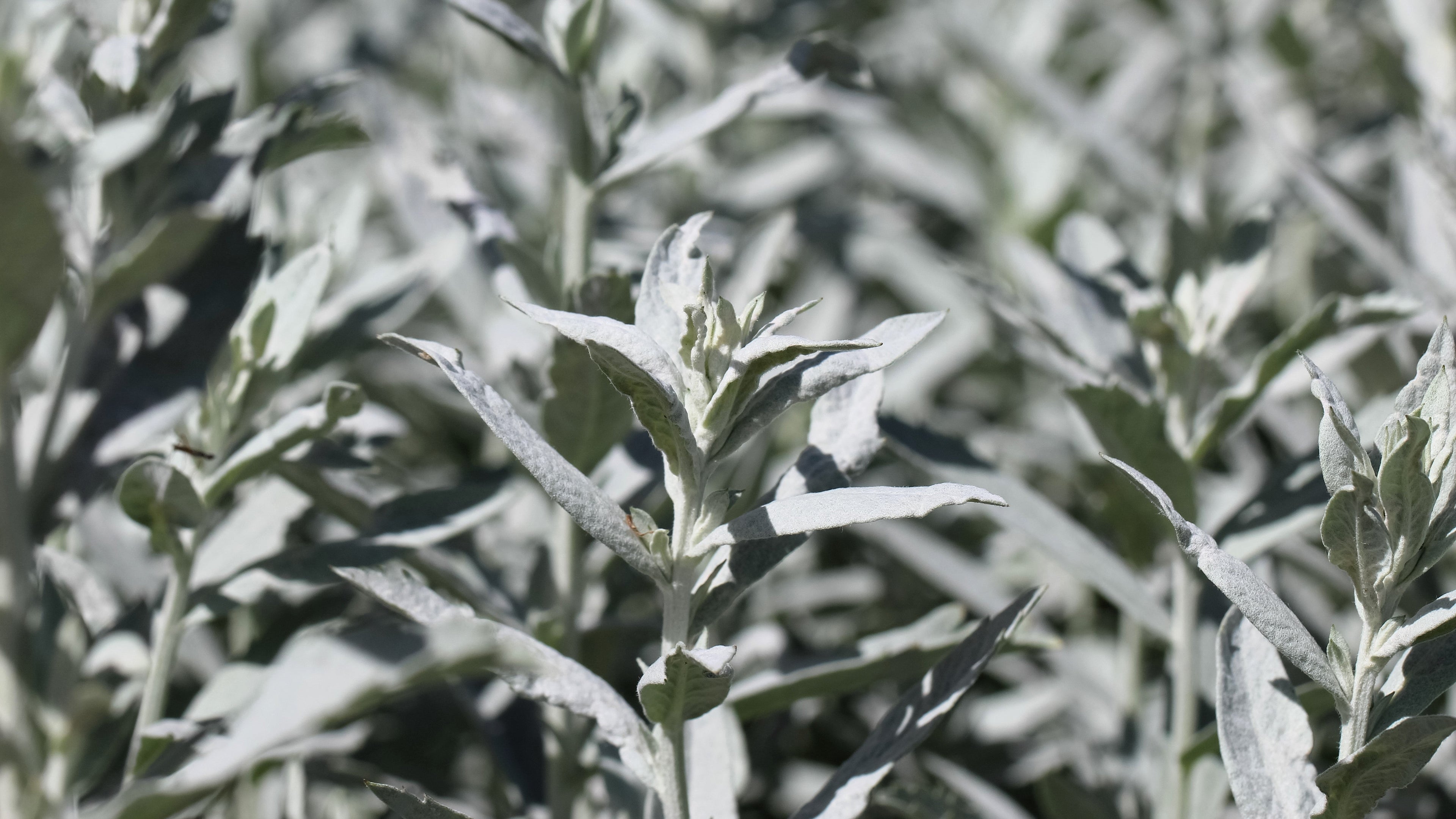 200 PRAIRIE SAGE (Wormwood / Fringed Sagebrush / Sagewort) Artemisia Ludoviciana Flower Seeds