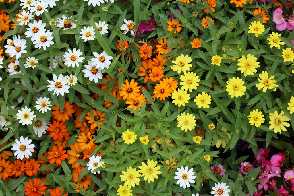250 Mixed Colors CLASSIC ZINNIA Linearis Angustifolia Narrow Leaf Creeping Mexican Flower Seeds