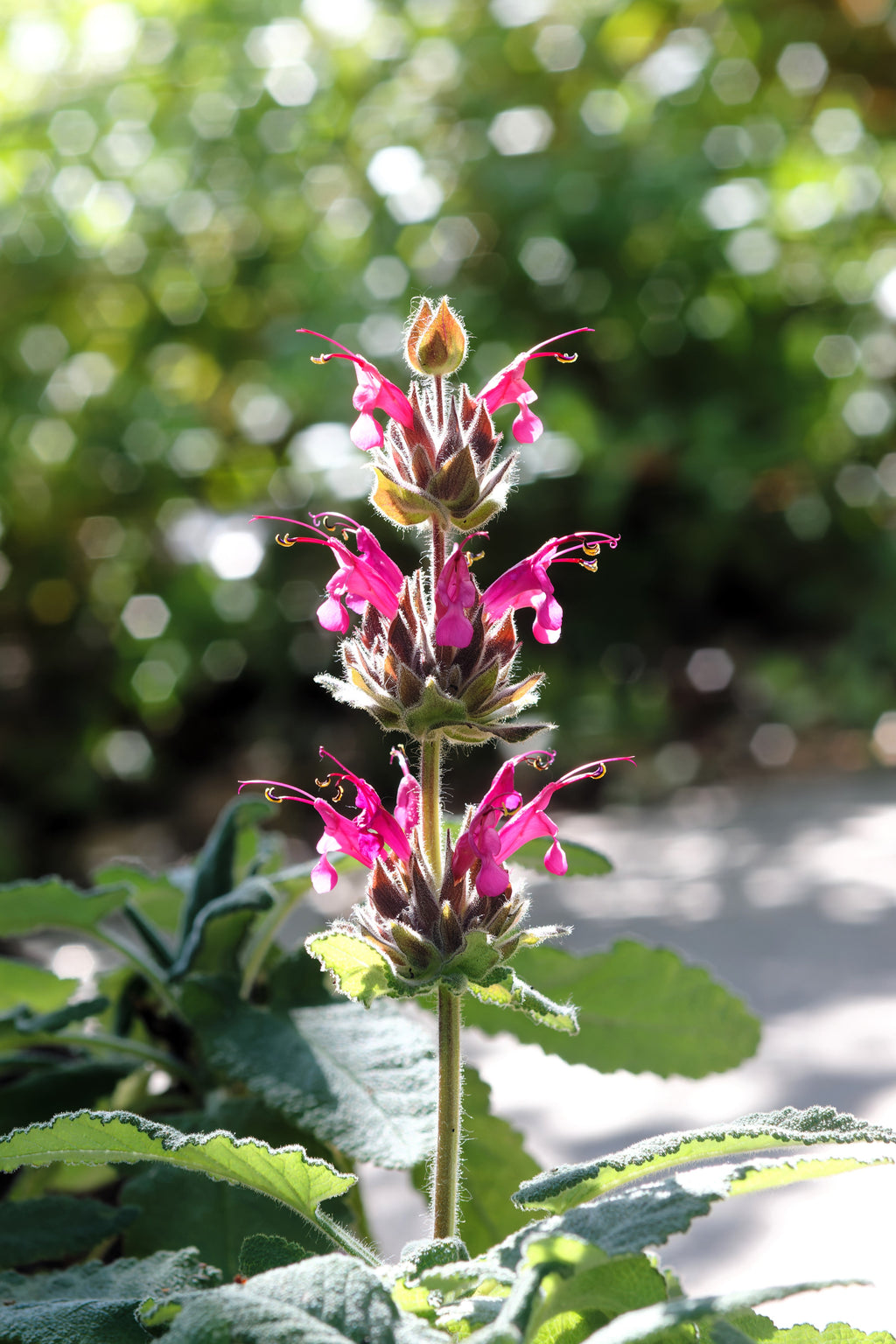 10 Organic California HUMMINGBIRD SAGE Salvia Spathacea Magenta Red Flower Herb Seeds