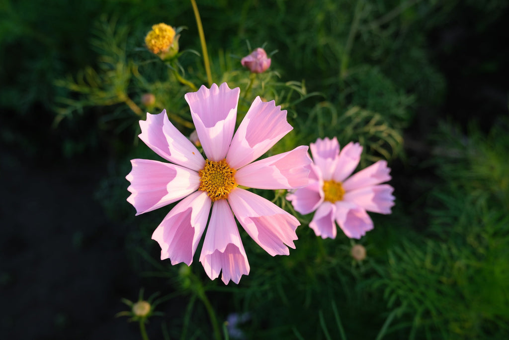 200 COSMOS SEA SHELLS Cosmos Bipinnatus Seashells Flower Seeds