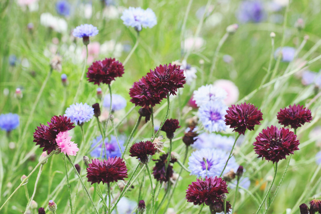 25 Black Garnet BACHELOR'S BUTTON / CORNFLOWER Centaurea Cyanus Flower Seeds