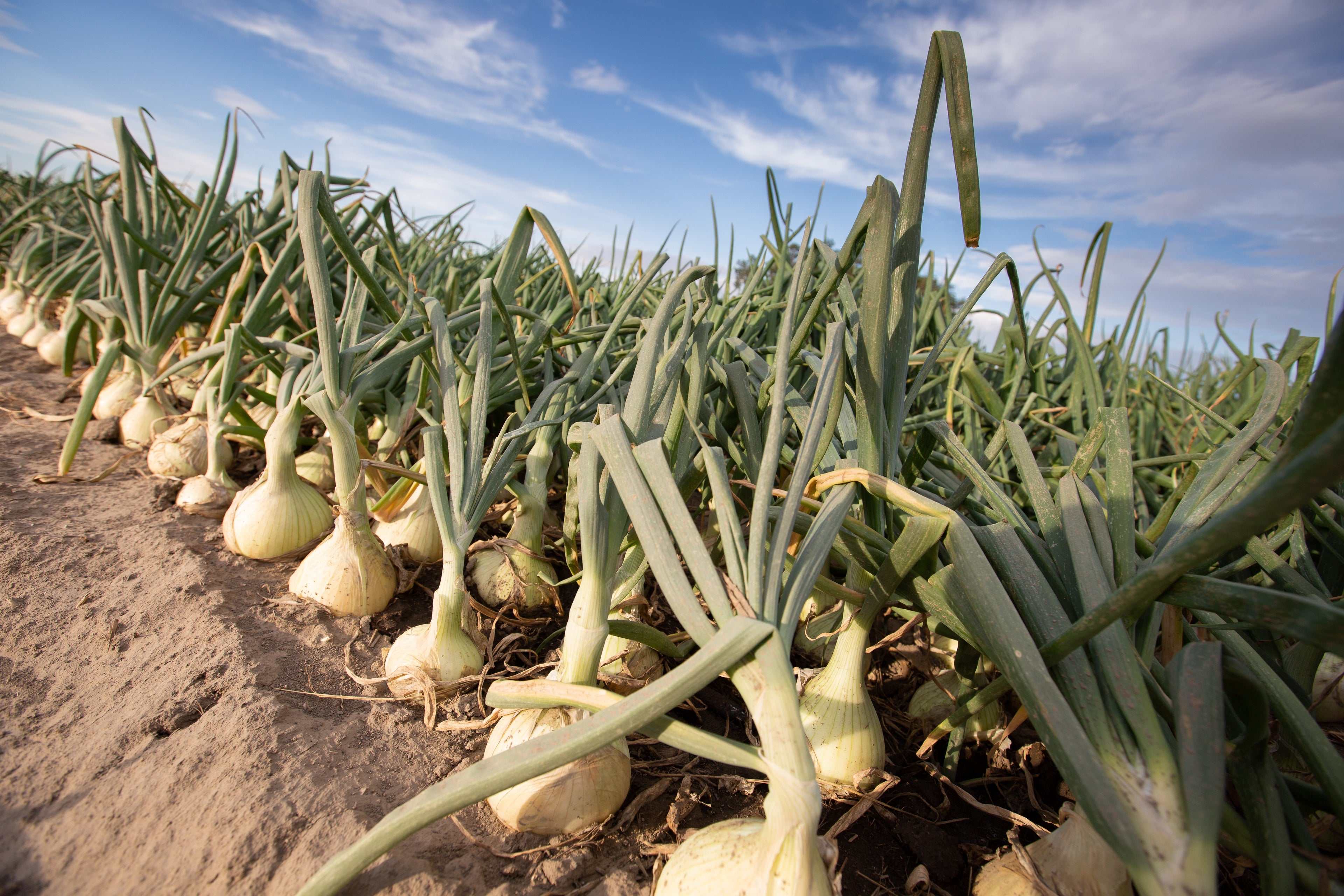 250 Sweet WALLA WALLA ONION Allium Cepa Vegetable Seeds