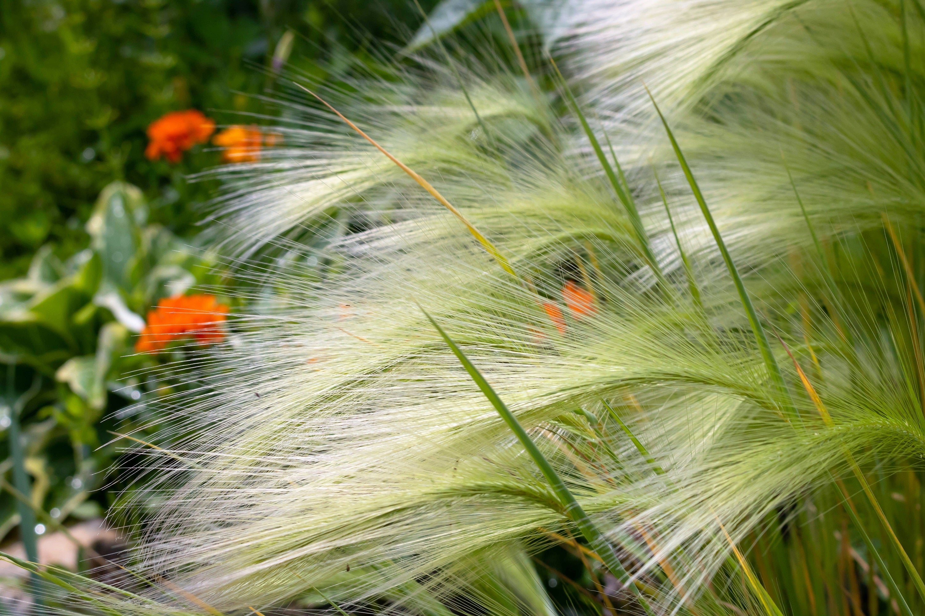 40 SQUIRREL TAIL Barley GRASS (Foxtail Barley) Hordeum Jubatum Ornamental Seeds