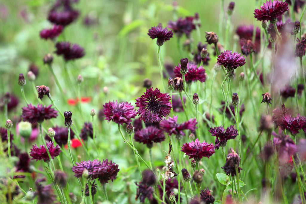 25 Black Garnet BACHELOR'S BUTTON / CORNFLOWER Centaurea Cyanus Flower Seeds