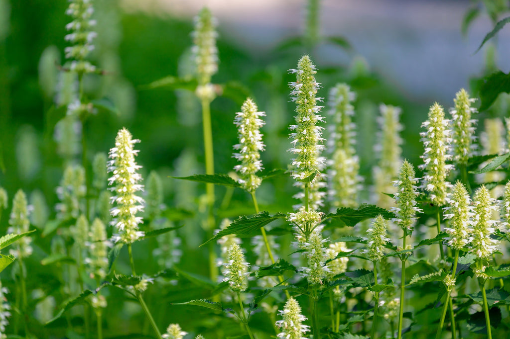 500 GIANT YELLOW HYSSOP Agastache Nepetoides Herb Flower Seeds