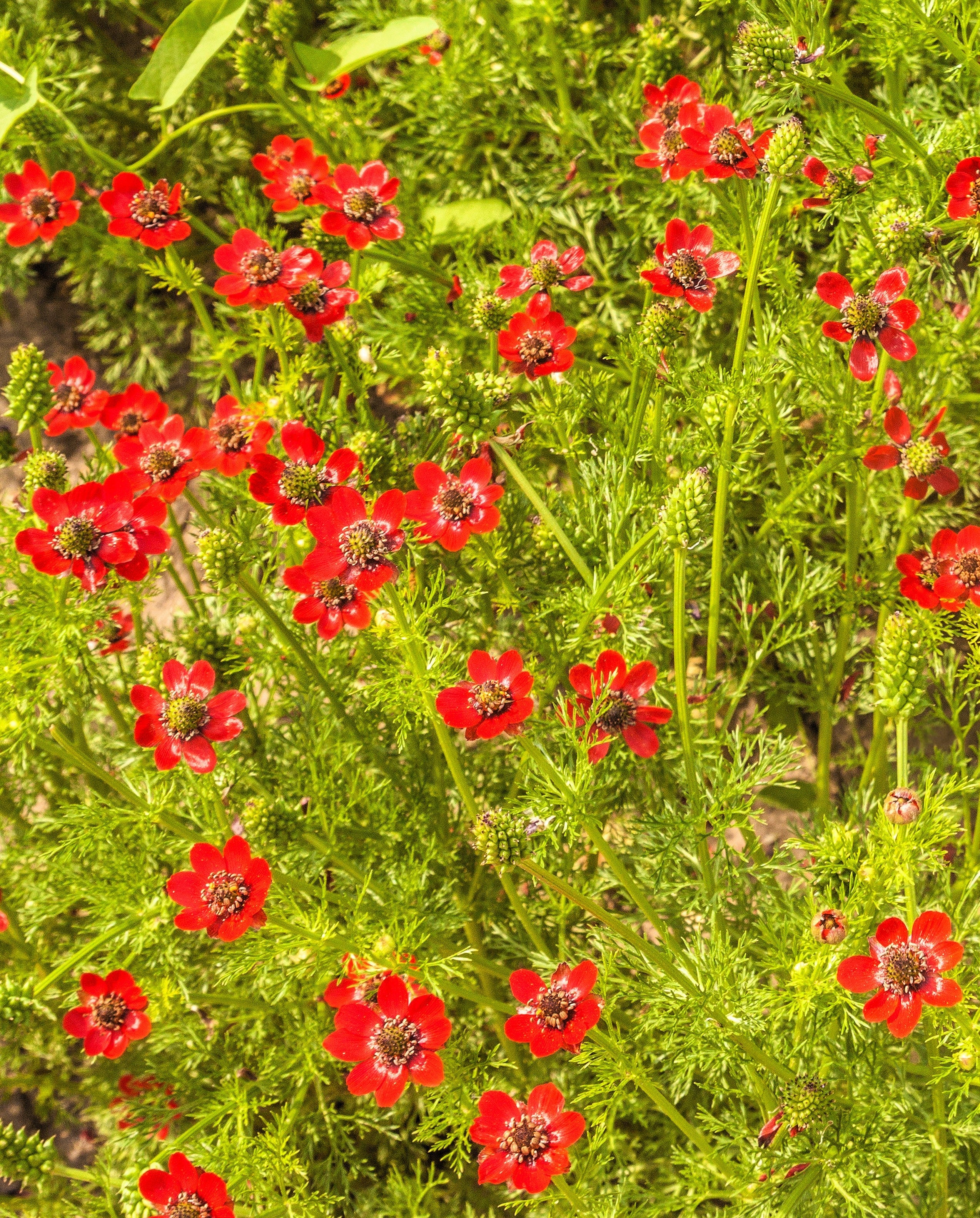 10 ADONIS PHEASANTS EYE Adonis Aestivalis Red & Black Flower Seeds