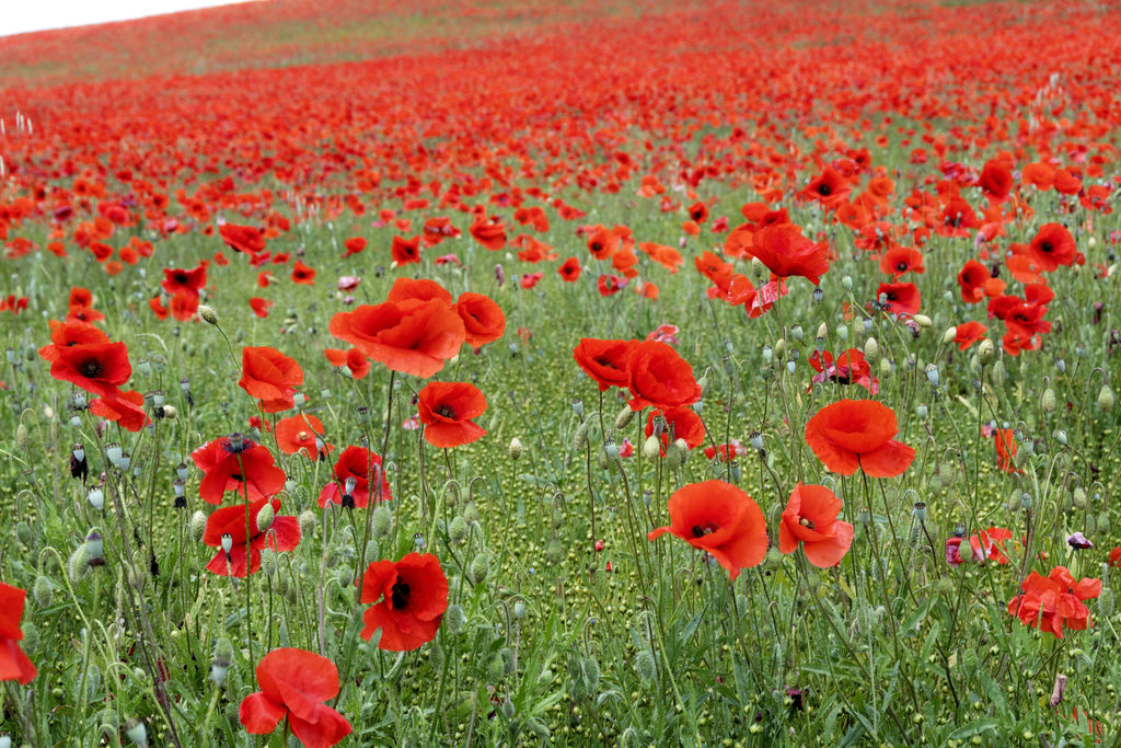250 Red LONG POD POPPY Papaver Dubium Long Headed Blindeyes Flower Seeds
