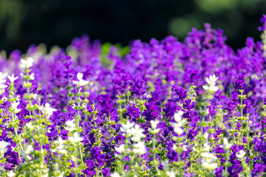 50 BLUE Monday CLARY SAGE Salvia Viridis Horminum Herb Flower Seeds