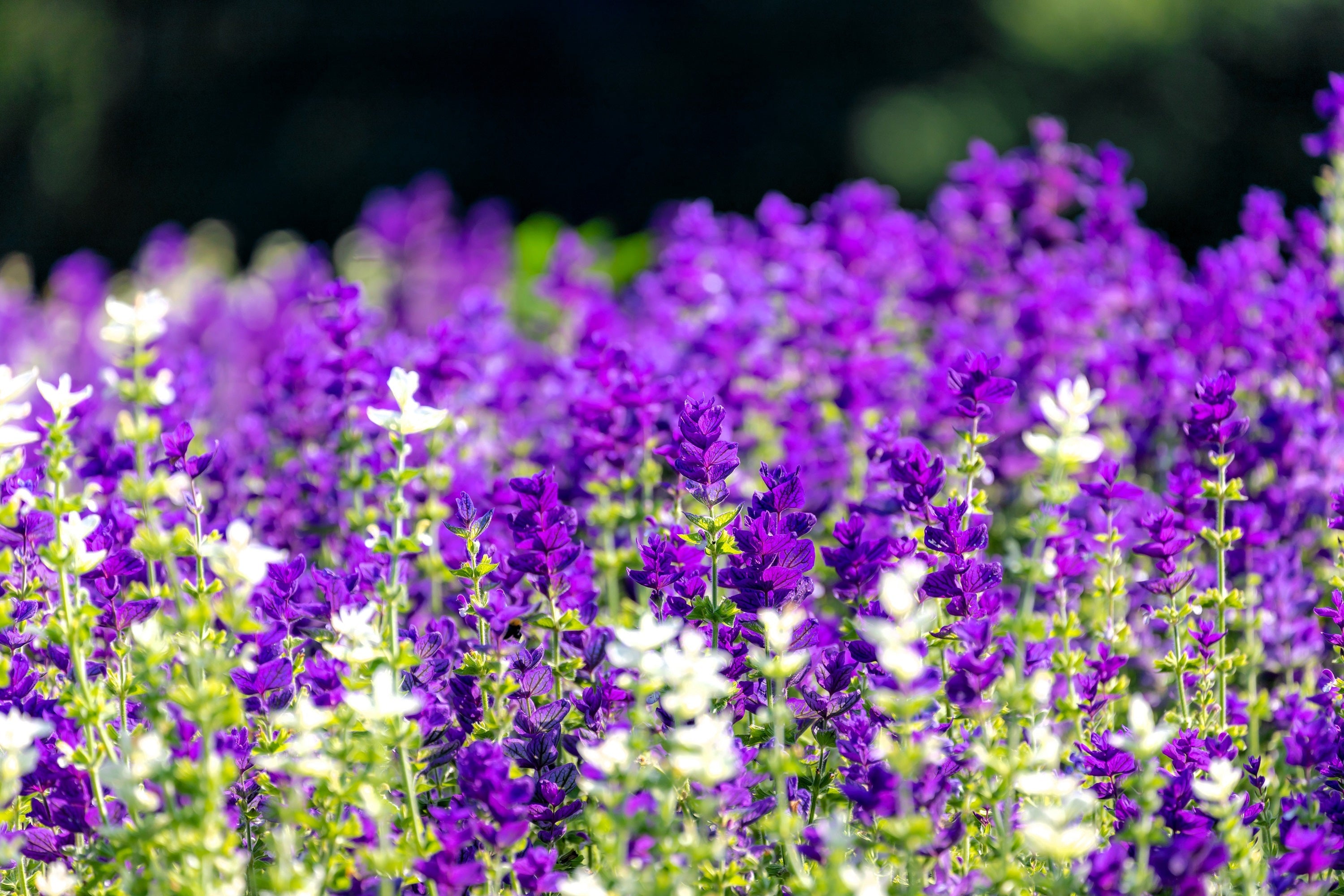 50 BLUE Monday CLARY SAGE Salvia Viridis Horminum Herb Flower Seeds