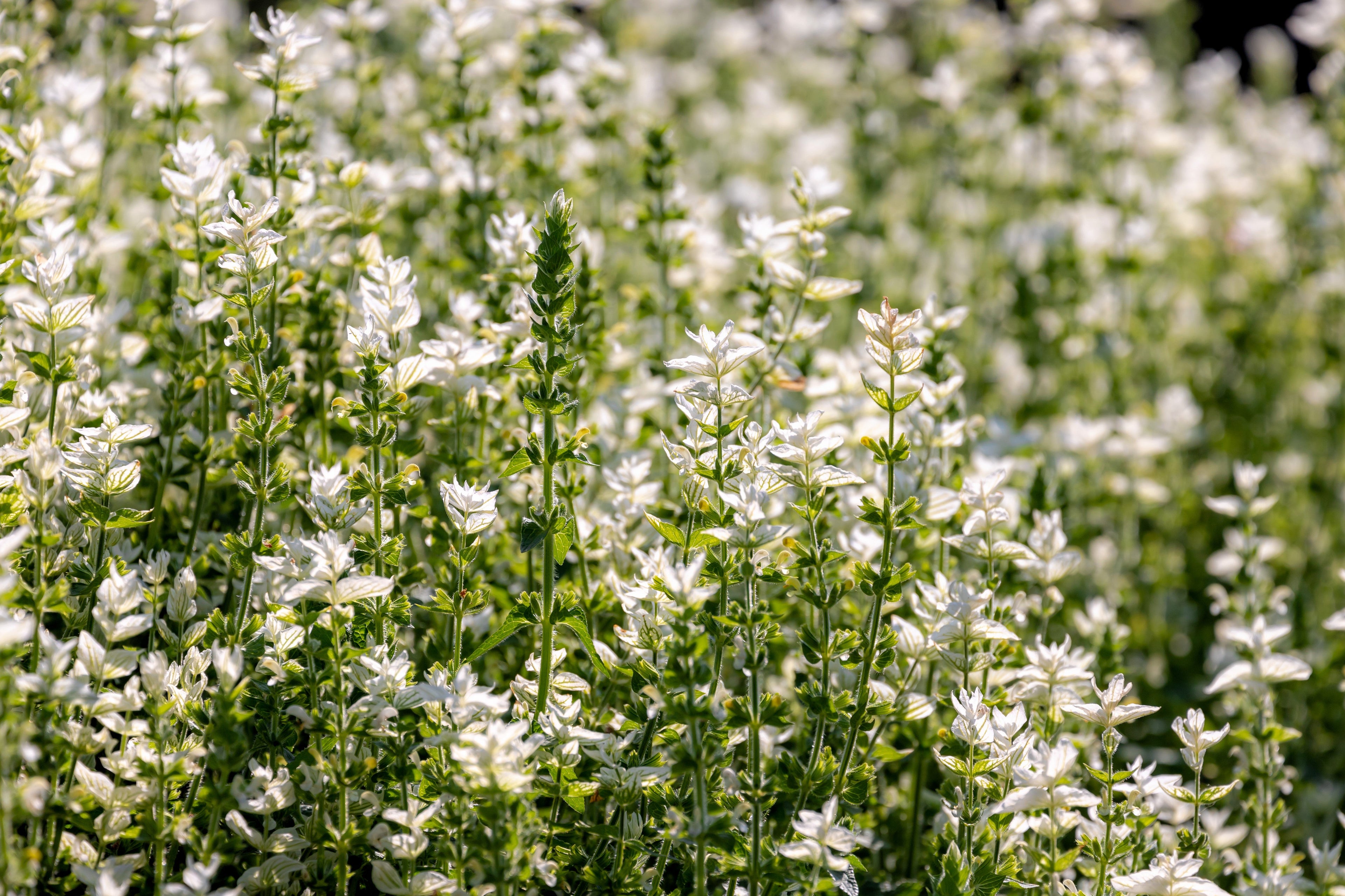 50 WHITE Swan CLARY SAGE Salvia Viridis Horminum Herb Flower Seeds