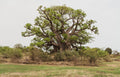 5 African BAOBAB TREE Adansonia Digitata Monkey Bread Judas Fruit Seeds
