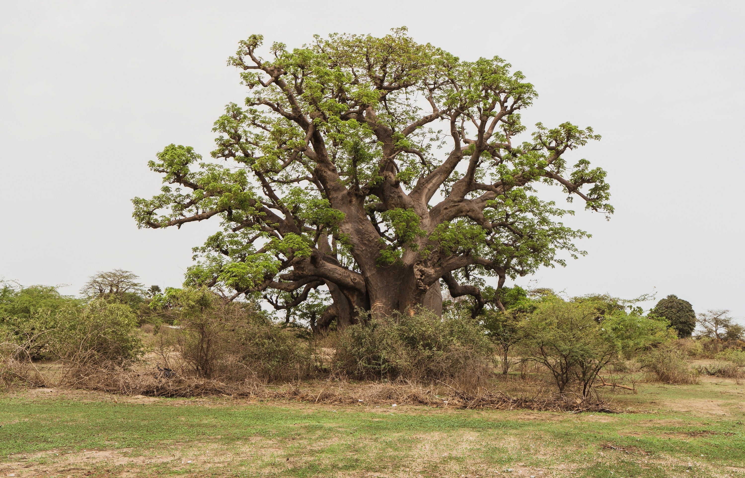5 African BAOBAB TREE Adansonia Digitata Monkey Bread Judas Fruit Seeds