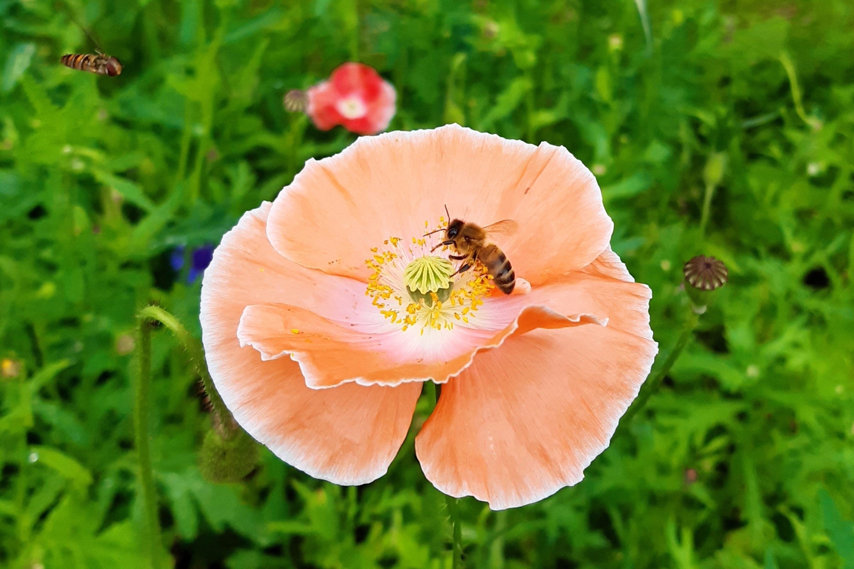 2000 MIXED Colors SHIRLEY POPPY ( aka Corn / Field / Flanders ) Papaver Rhoeas Flower Seeds